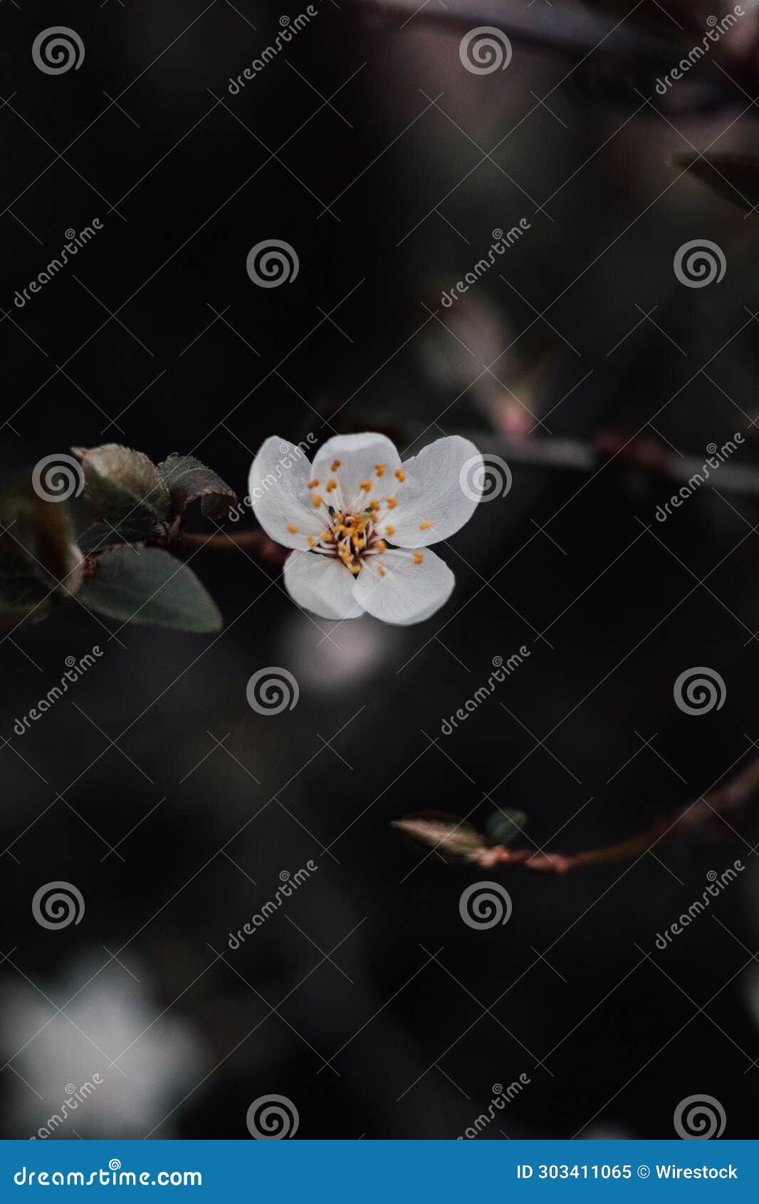 closeup of a small white flower on a tree branch.