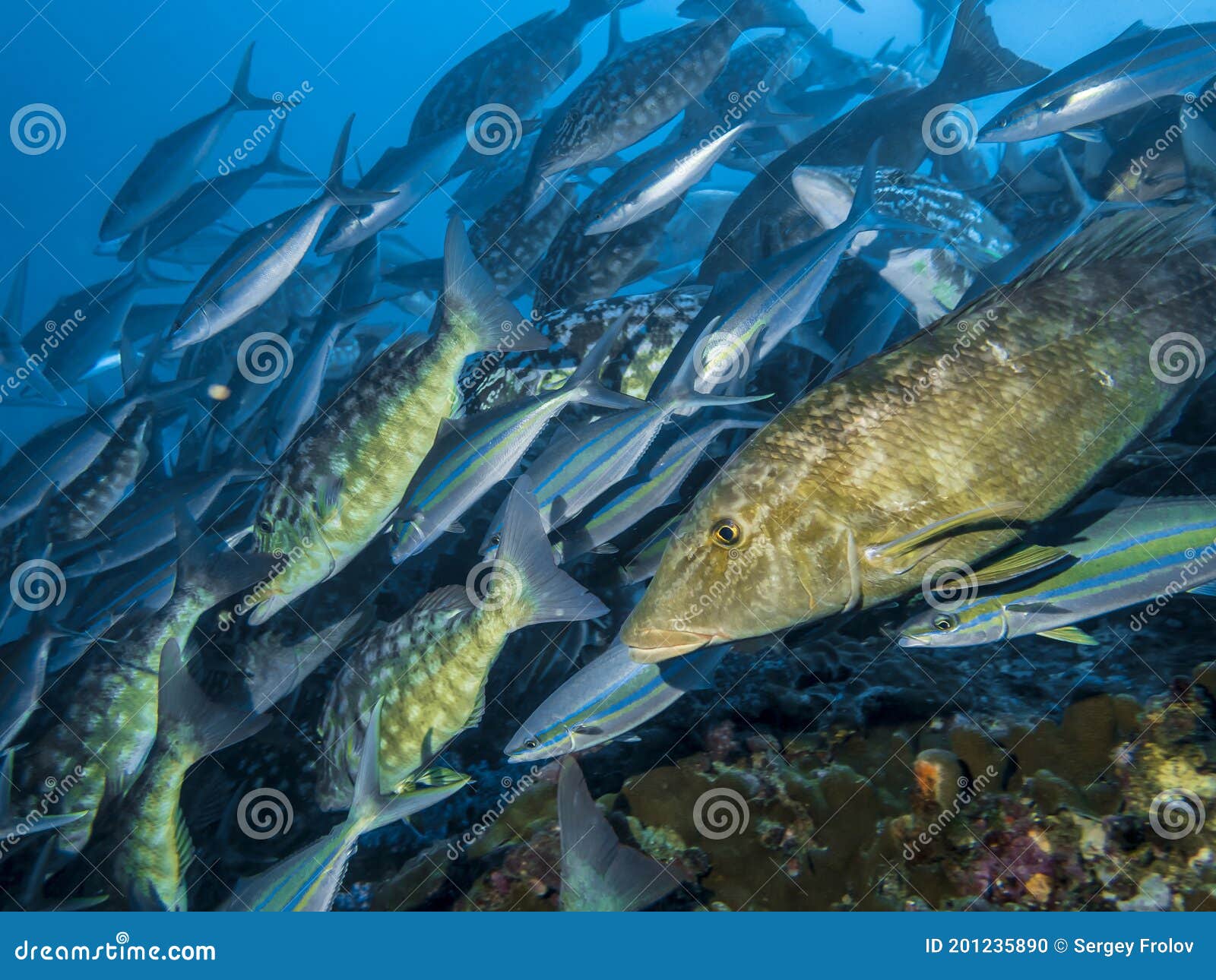 Smalltooth Emperor Fish in a Large Flock of Fish in the Indian Ocean ...