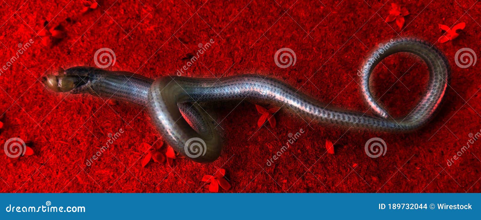 Snake Eating Fish In River RoyaltyFree Stock Photo