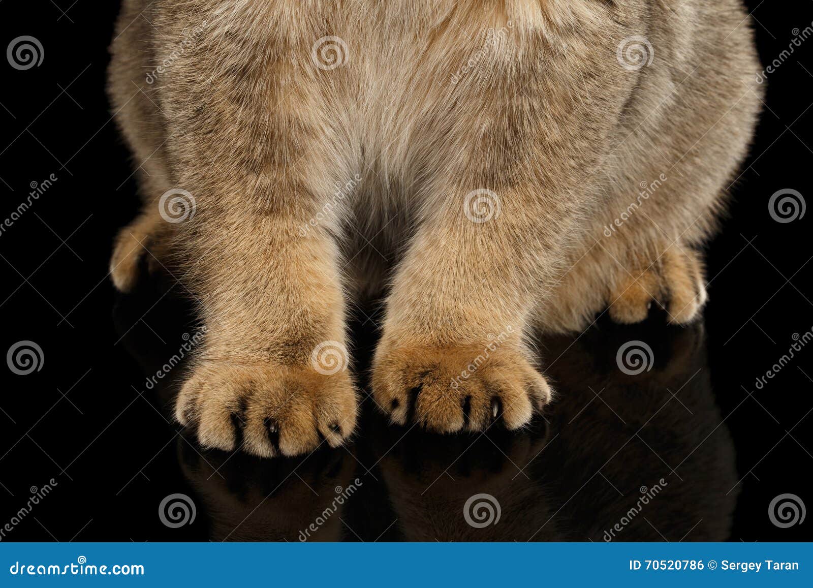 Closeup Soft Paws of Scottish Fold Cat Black Isolated Background Stock