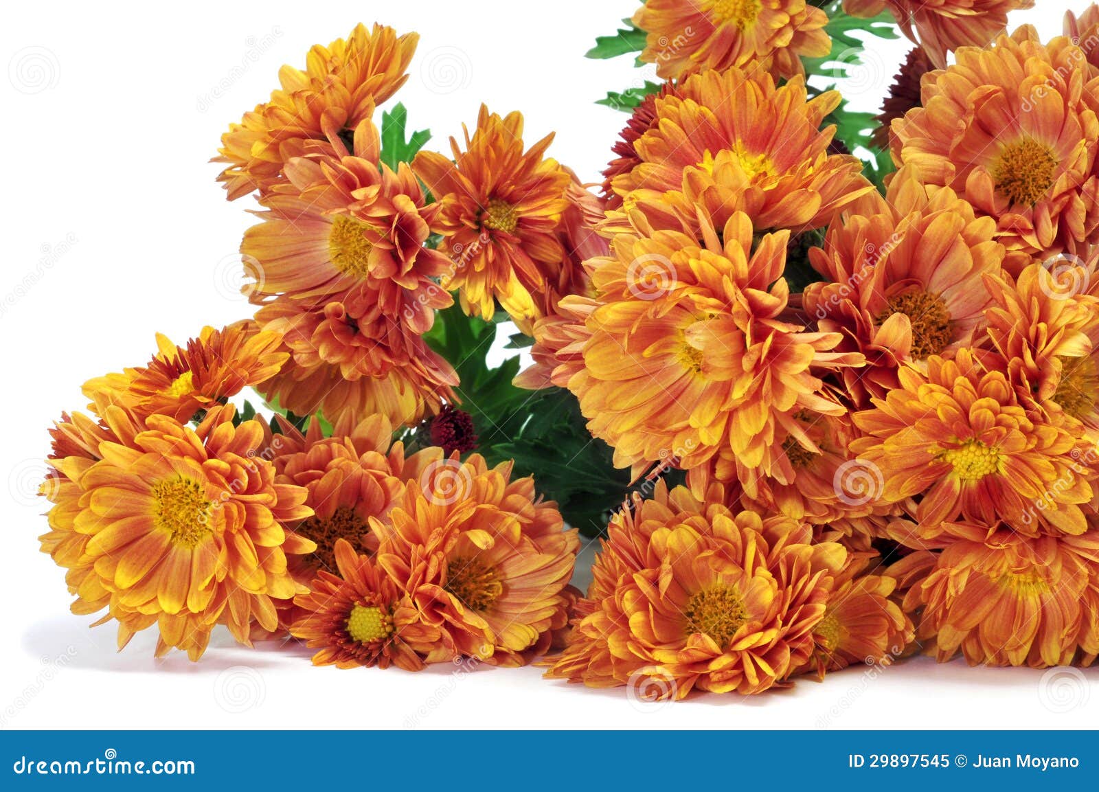 Orange daisies stock image. Image of colorful, compositae 29897545