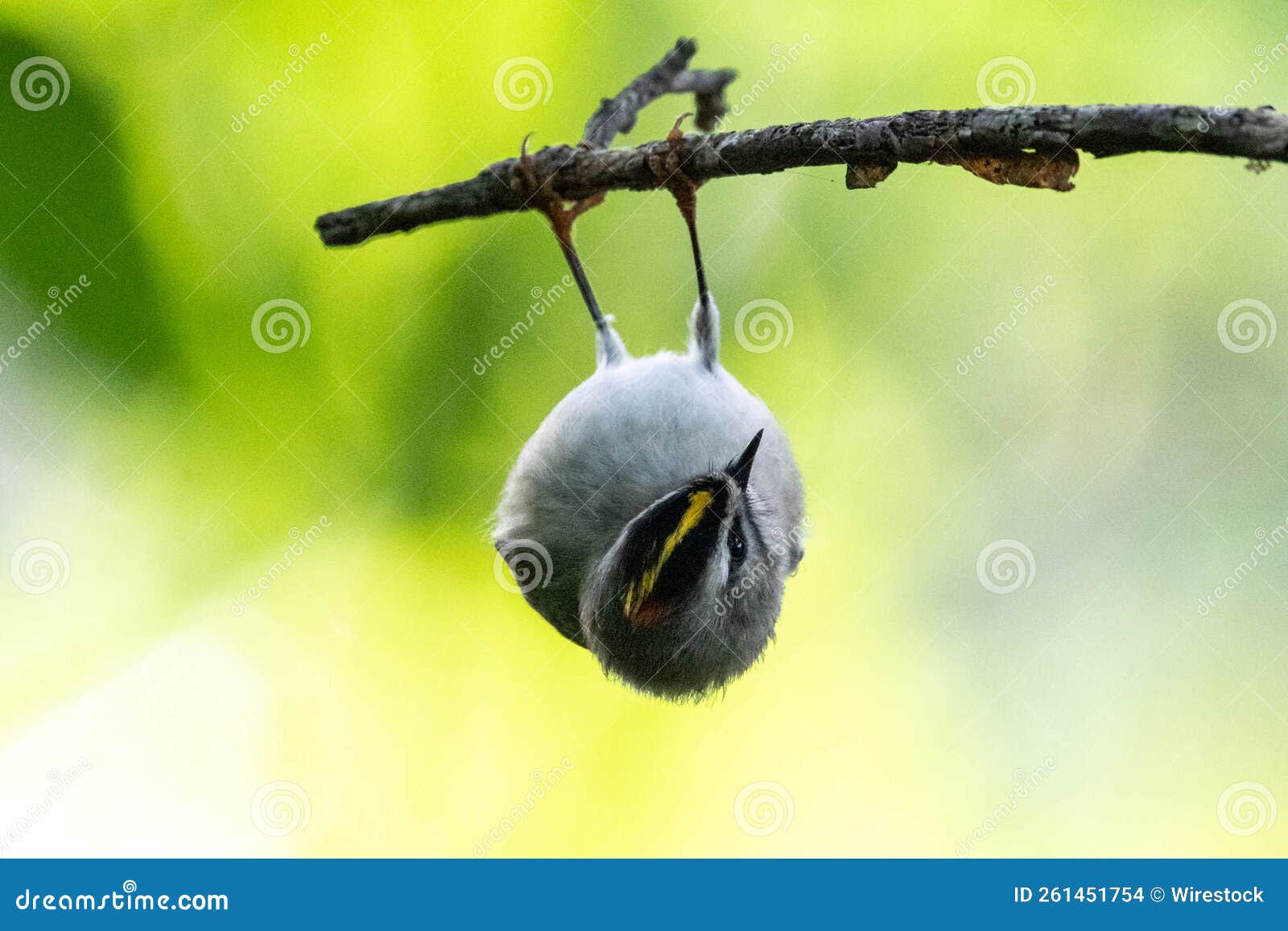 Closeup of a Song Bird Hanging Upside Down from the Tree Branch with