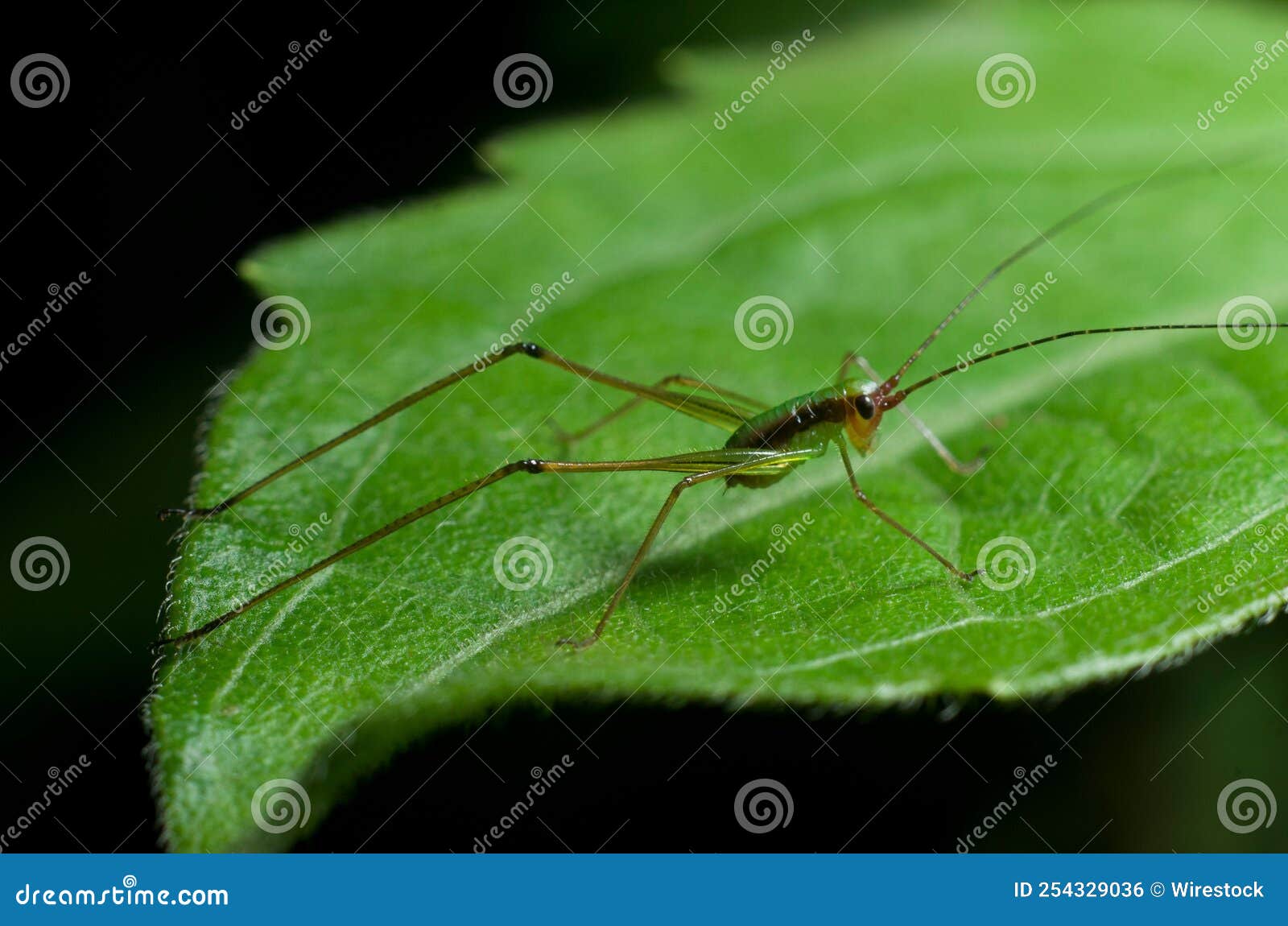 Closeup of Spider Perching on Plant Leaf Stock Photo Image of