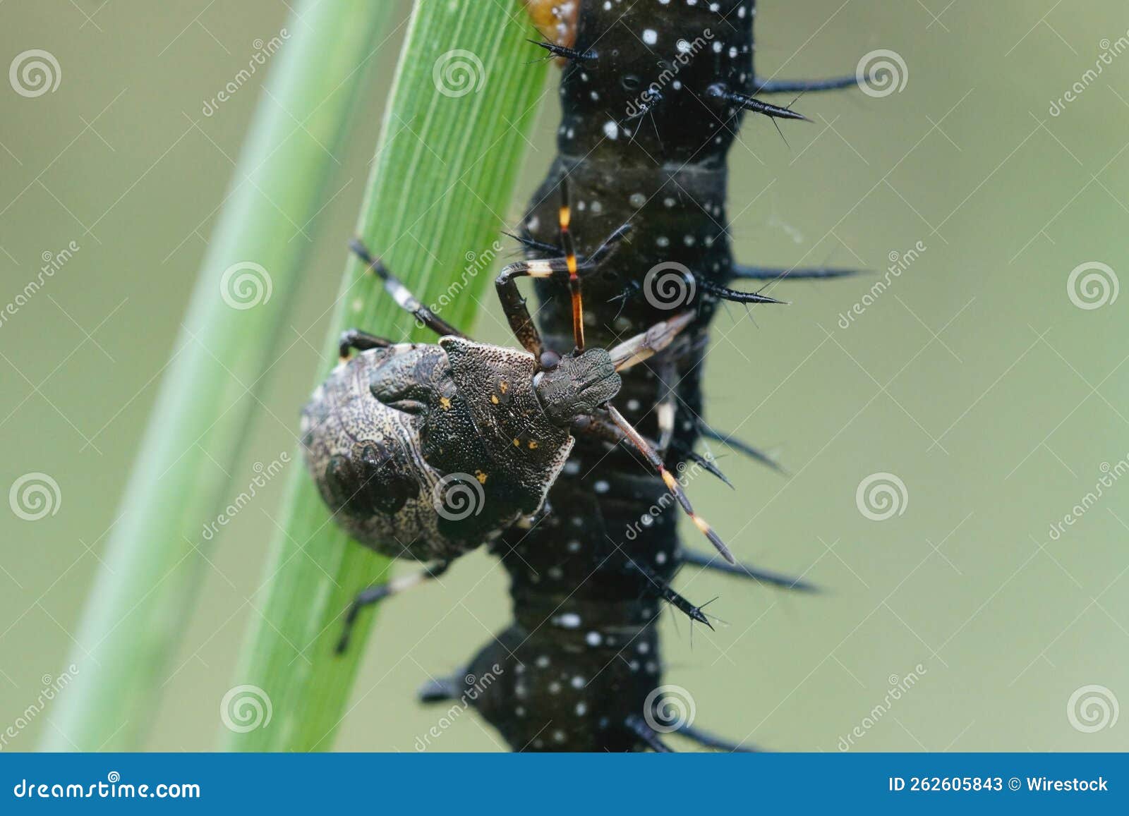 Closeup of a Spiny Shieldbug Killing a Caterpillar on a Green Leaf Stock Image Image of insect