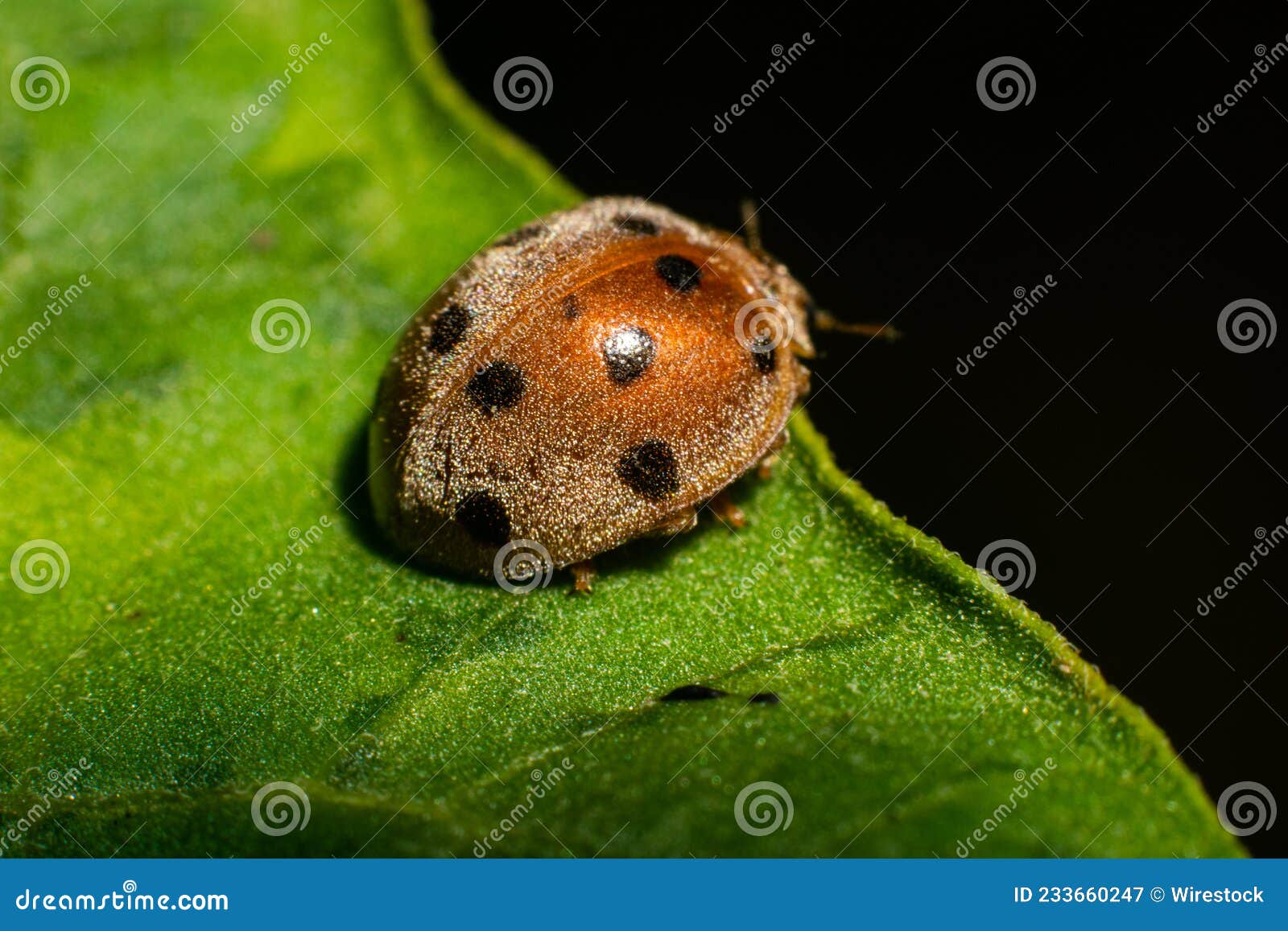Closeup of a Spotted Ladybug Pest on a Leaf Stock Image Image of