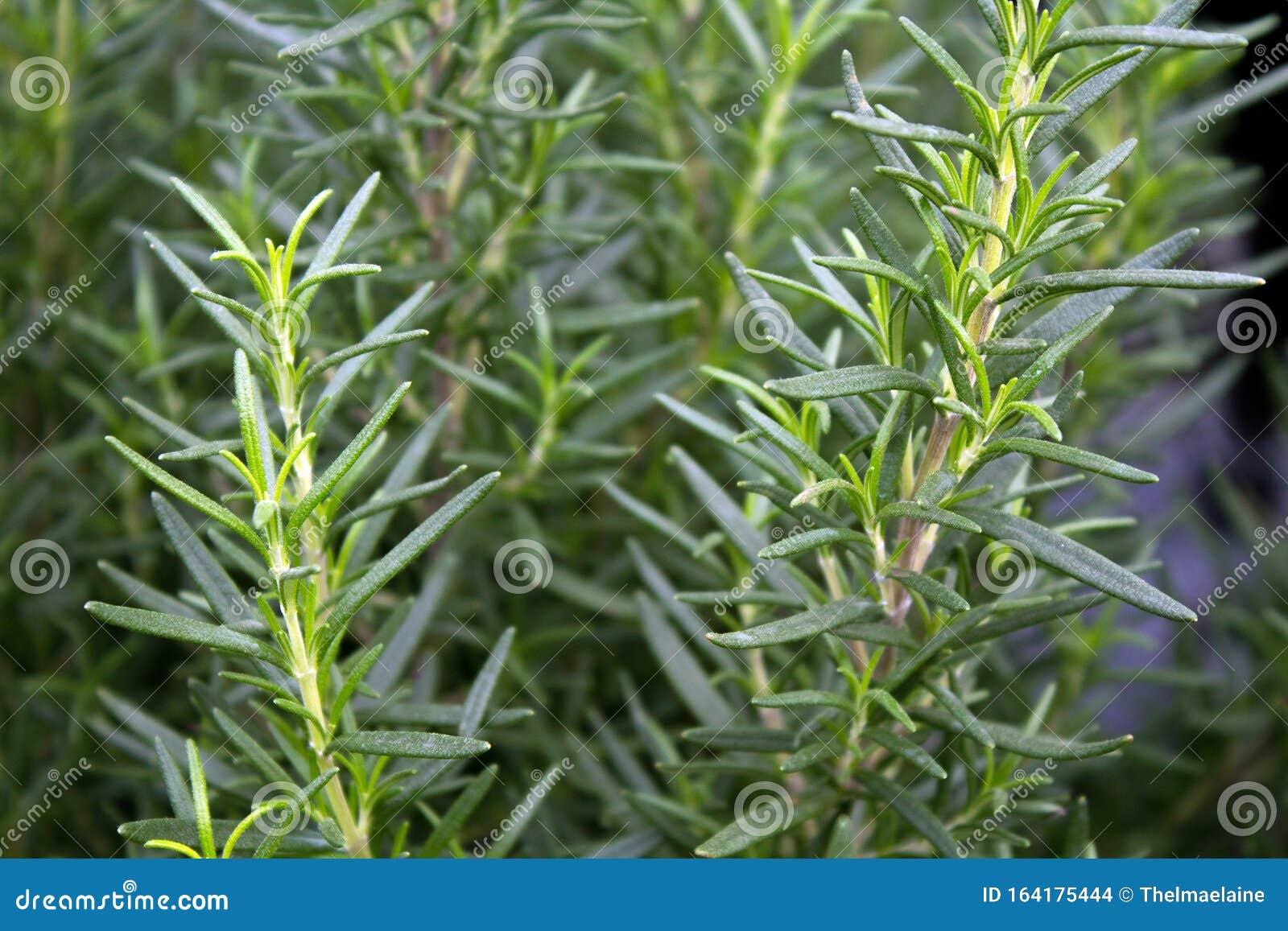 Closeup of Sprigs of Rosemary in an Herb Garden Stock Photo Image of