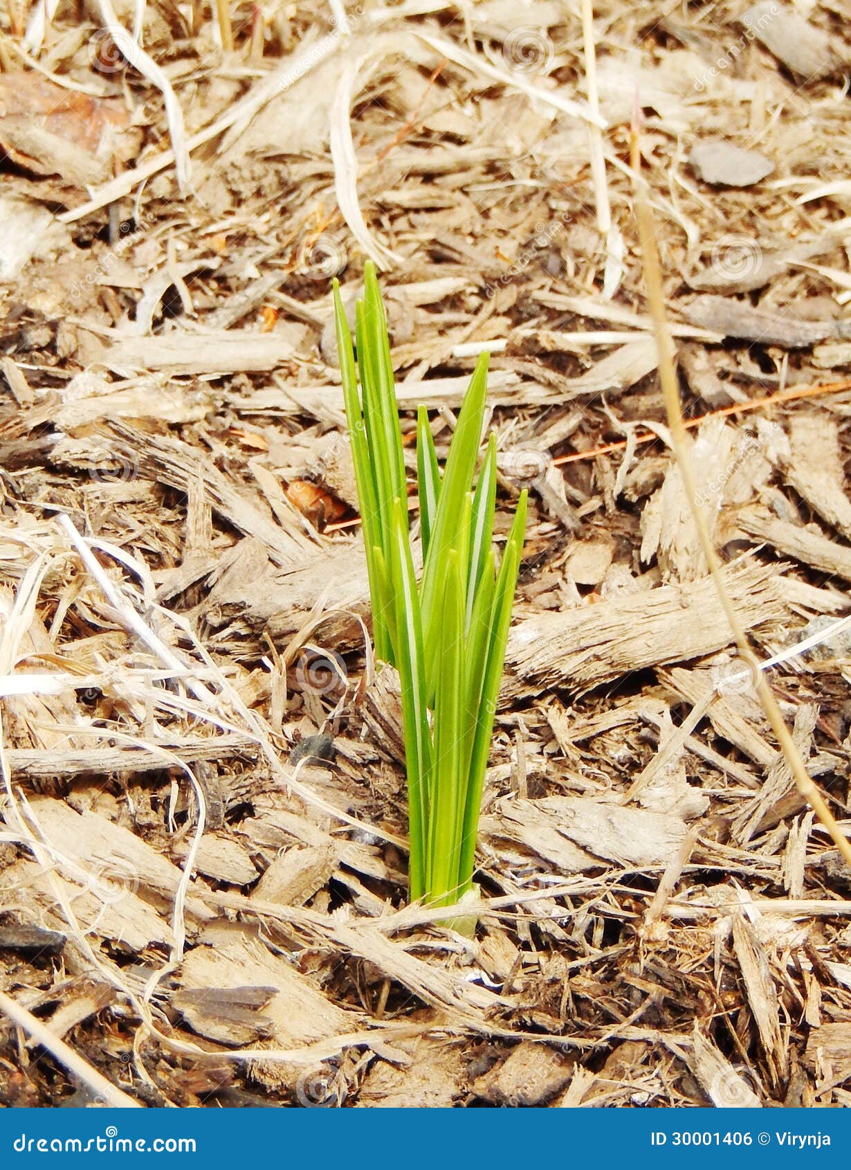 Spring plant stock photo. Image of gardening, beginning - 30001406