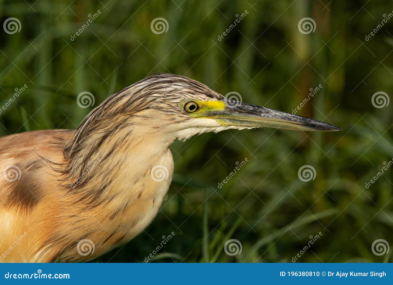 closeup of a squacco heron at asker marsh, bahrain