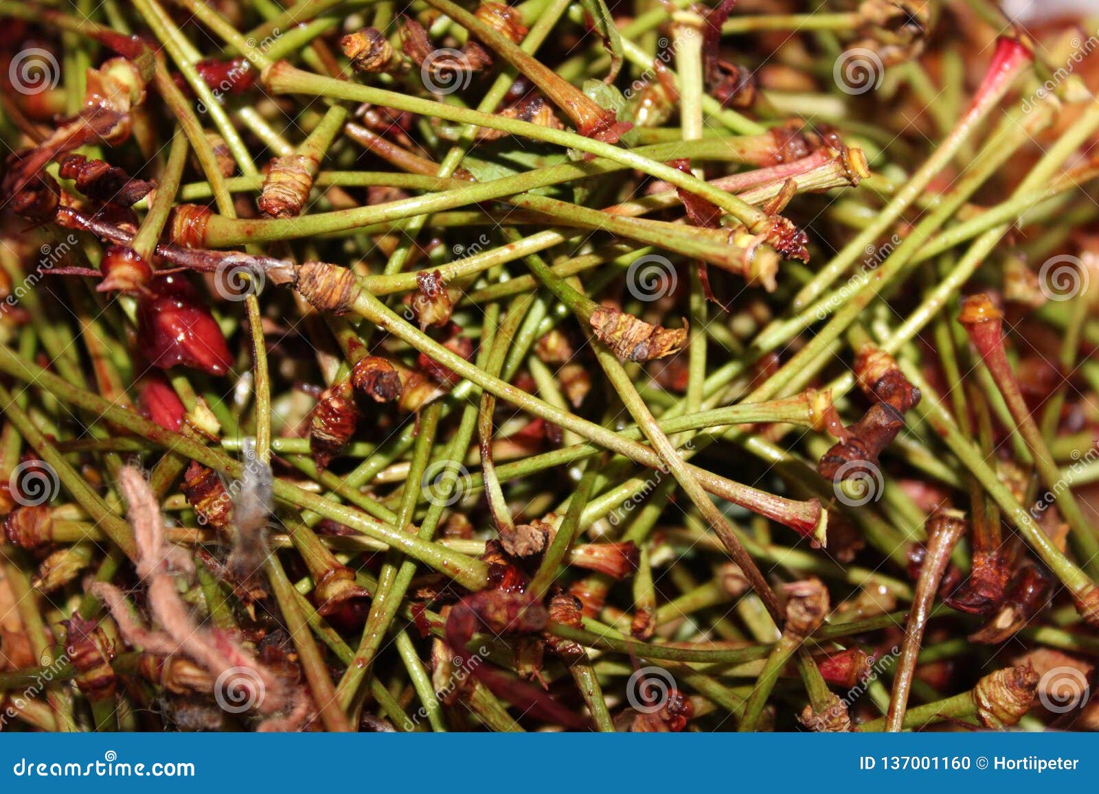 Closeup Stalk of Peeled Cherry Stock Photo Image of close, nibble