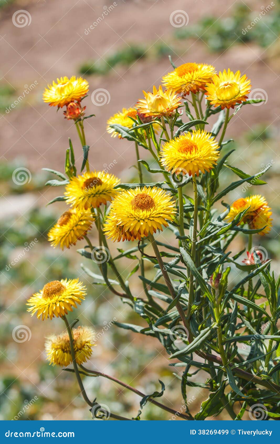 Closeup Straw Flower (Everlasting) Stock Image Image of asian, beauty