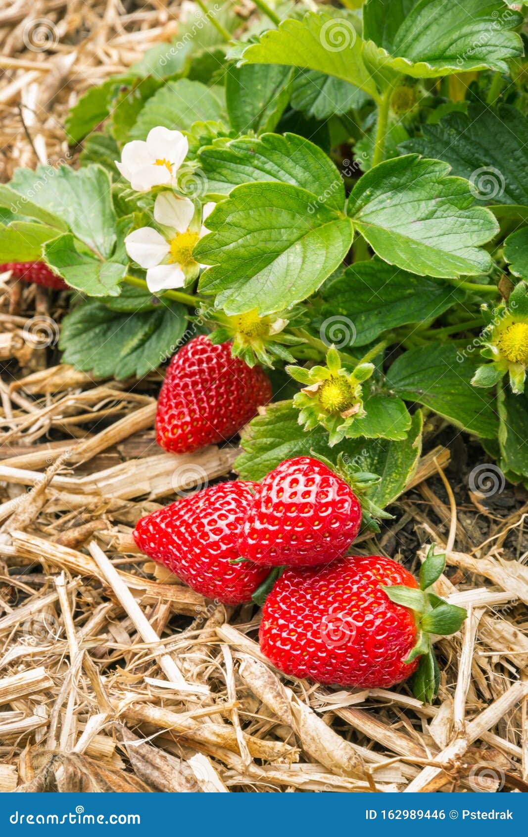 strawberry plant with ripe strawberries growing on straw in organic garden