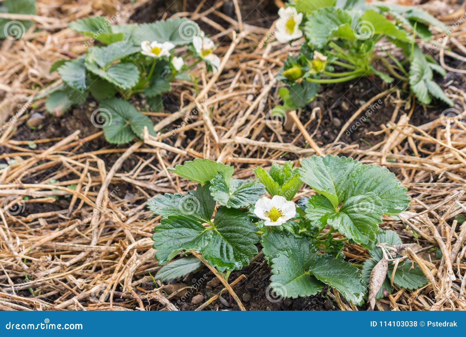 strawberry seedlings strawberry seedlings