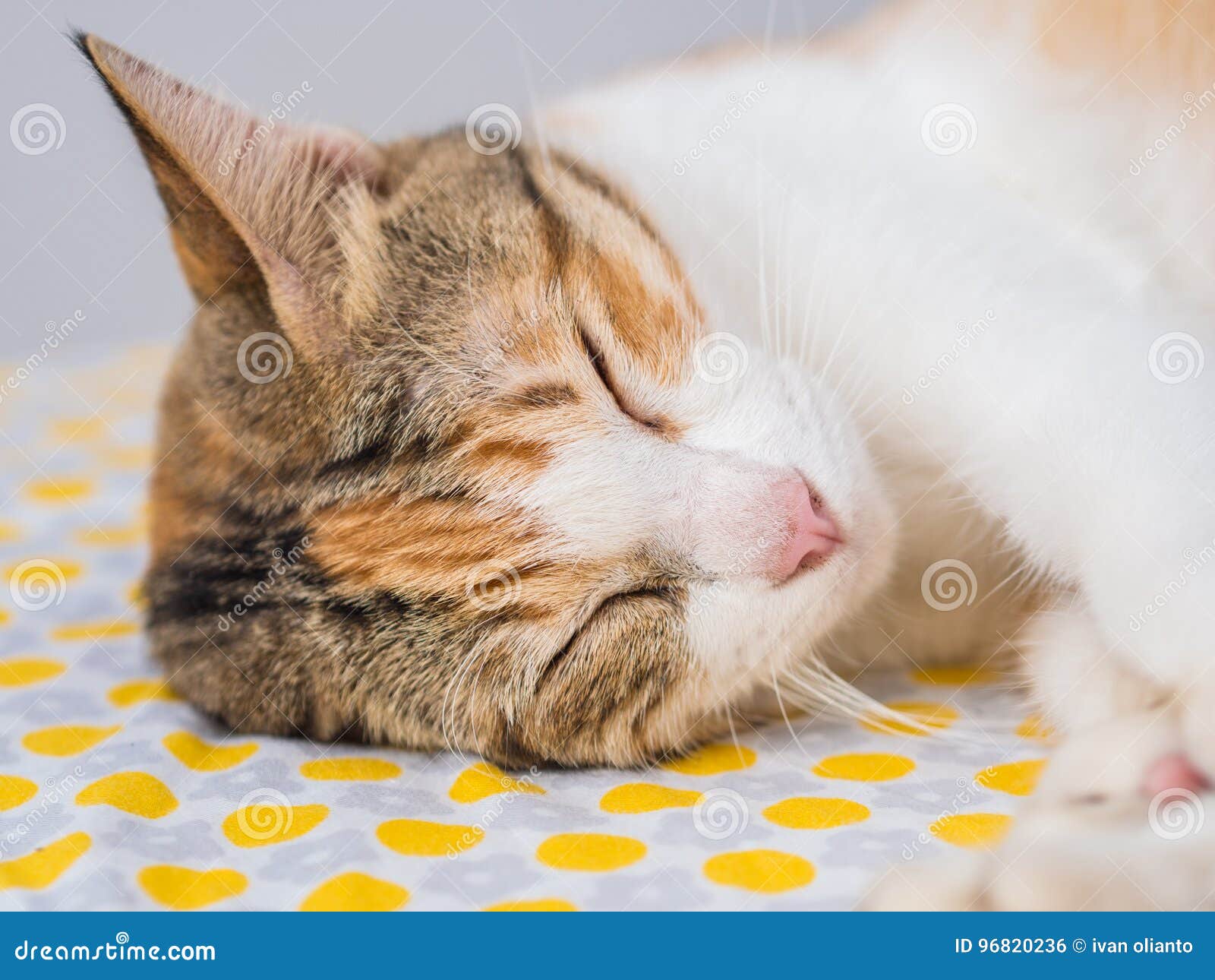 Closeup of Striped Cat Sleep on Bed Stock Photo Image of relax