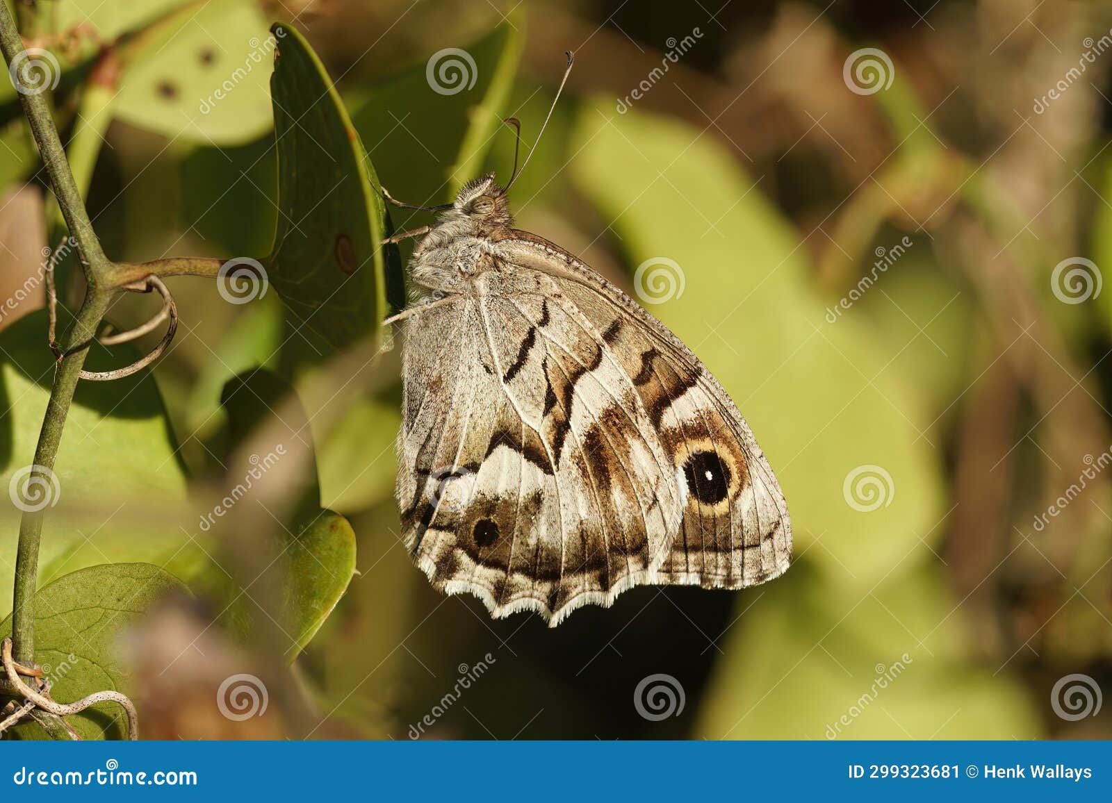 closeup on a striped grayling butterfly, hipparchia fidia hanging on a leaf