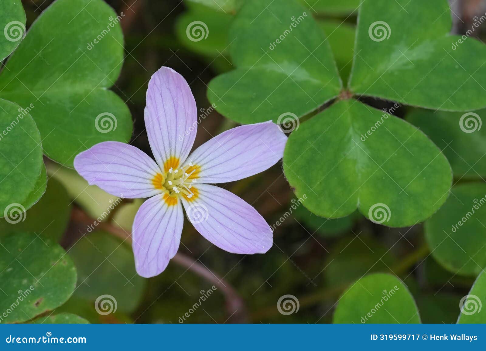 closeup on the sublte purple flower of the redwood sorrel or oregon oxalis oregana wildflower