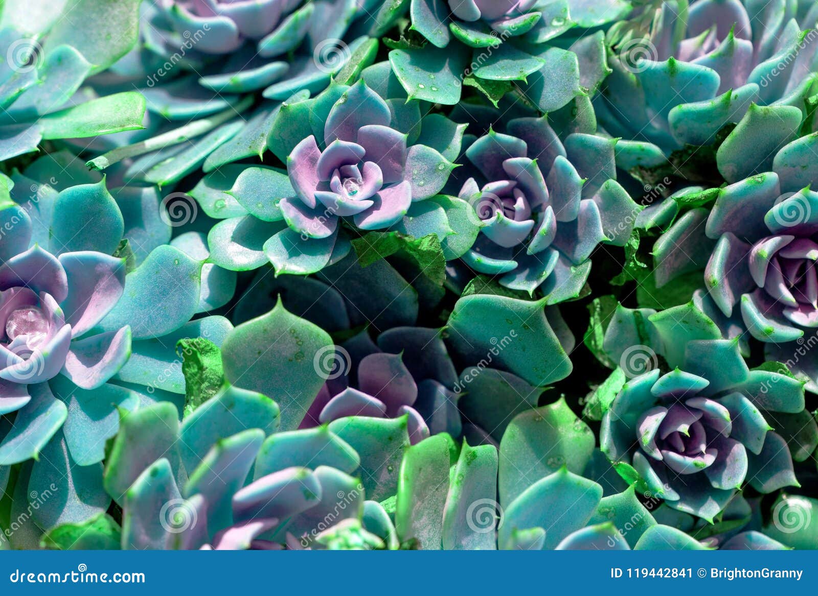 Succulents stock image. Image of botany, closeup, leaves 119442841