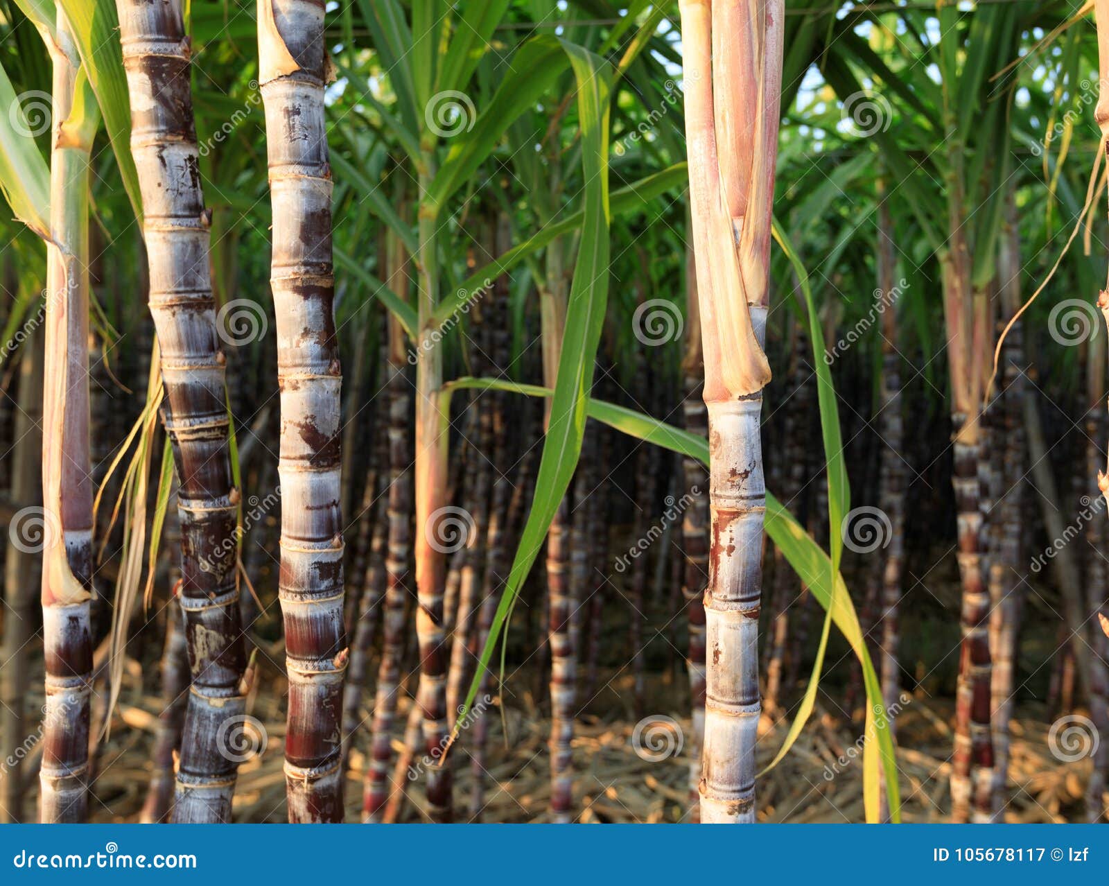 Sugarcane plants at field stock image. Image of green 105678117