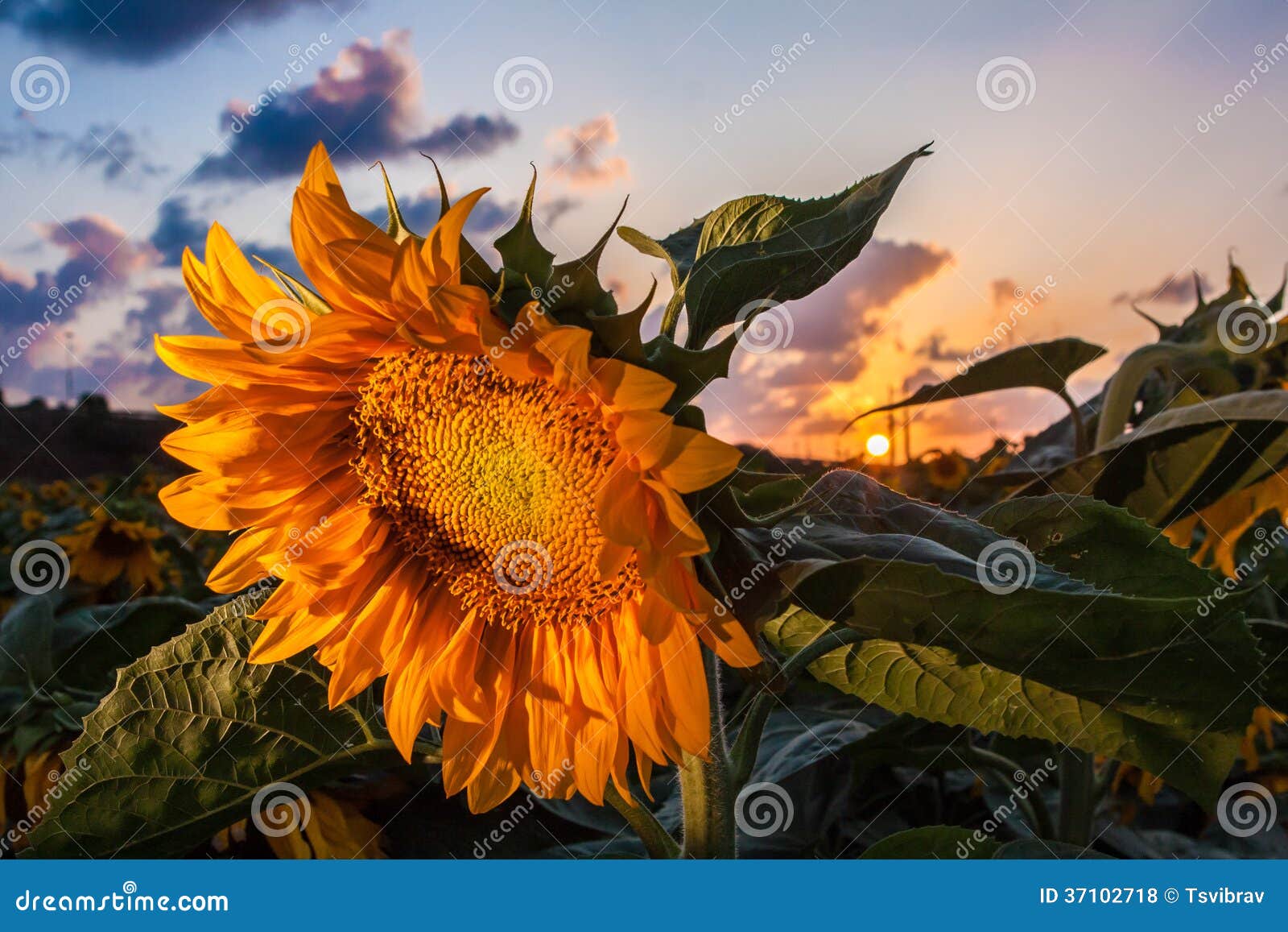 Closeup of Sunflower at Sunset Stock Photo Image of loneliness