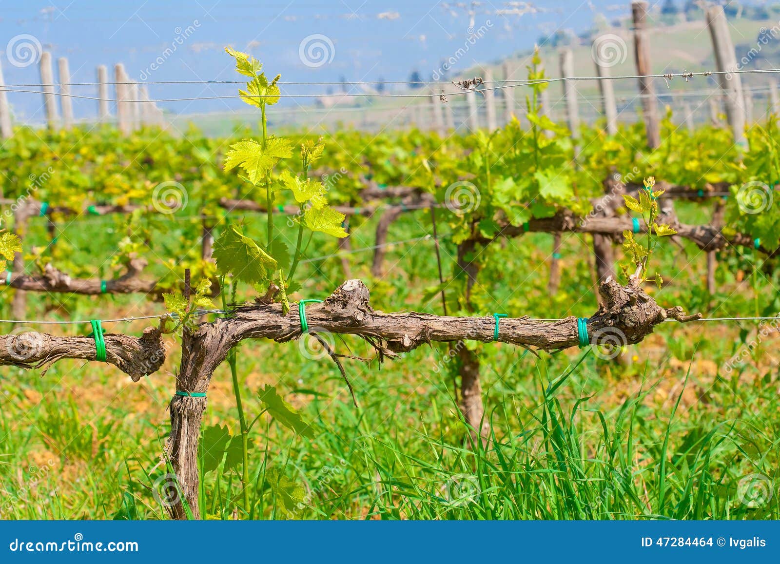 Closeup on a Supported Vine Sprout Stock Photo Image of idyllic