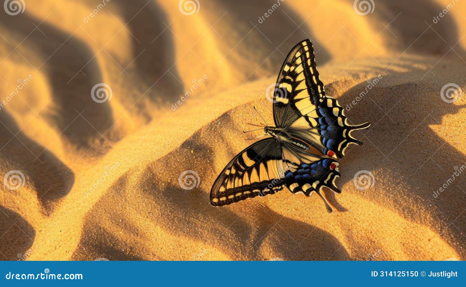 closeup of a swallowtail erfly its normally precise flight path now erratic and disoriented amidst the swirling sands