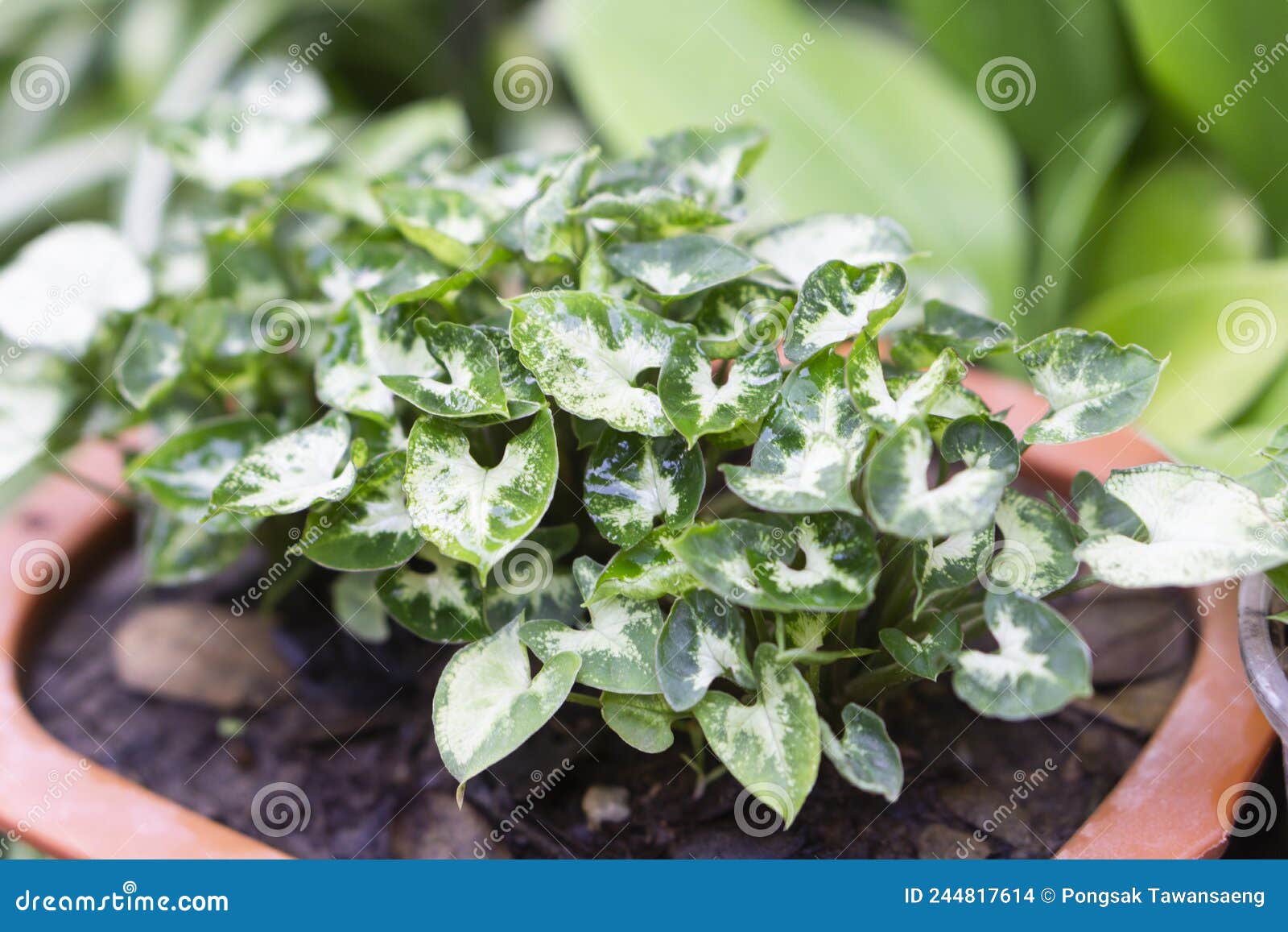 closeup syngonium podophyllum plant in pote with garden background