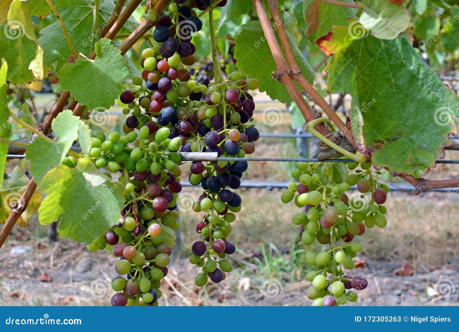 closeup of syrah grapes ripening in marlborough vineyard, new zealand