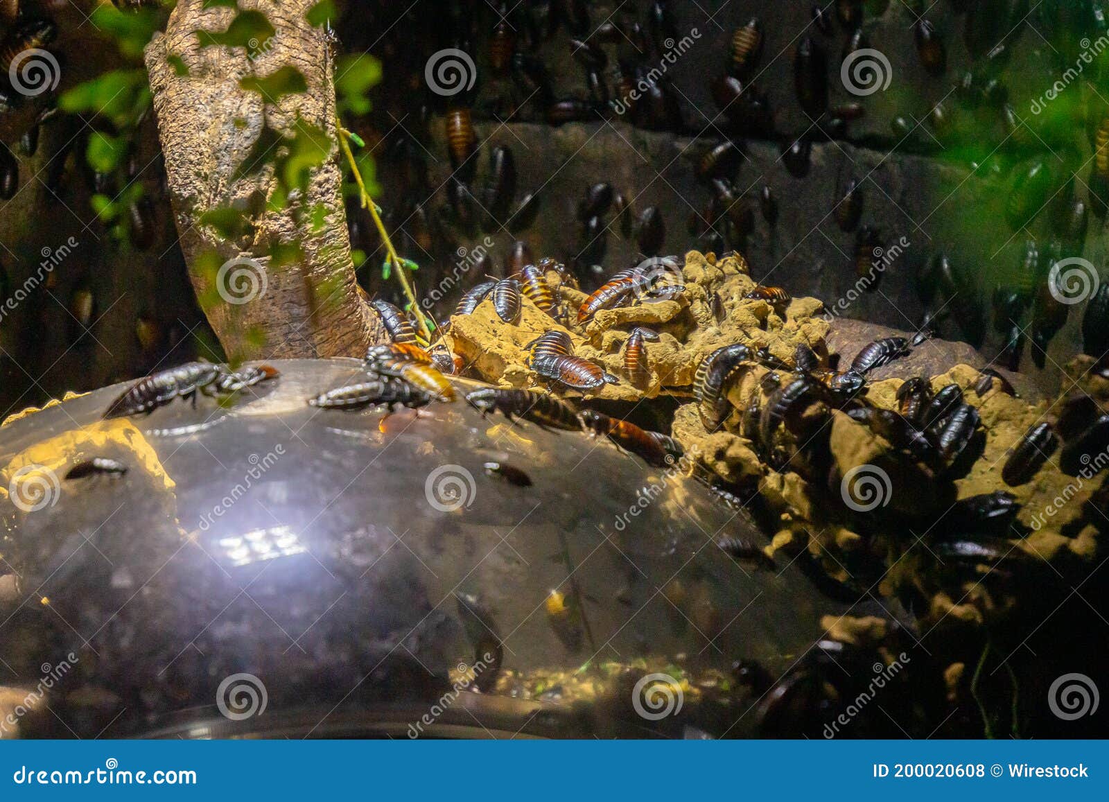 Closeup of the Terrarium with Beetles and Termites Stock Photo Image
