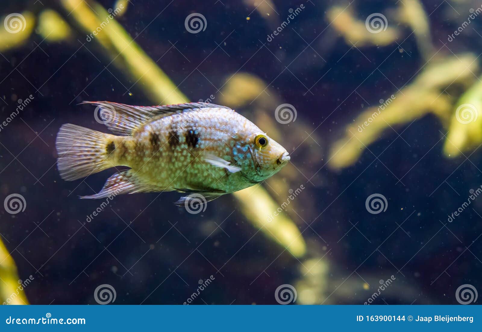 Pearl Cichlid Photos Free Royalty Free Stock Photos From Dreamstime