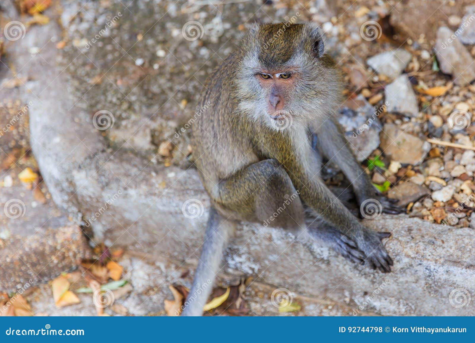 Asian Monkey In Indian Forest RoyaltyFree Stock Photo CartoonDealer