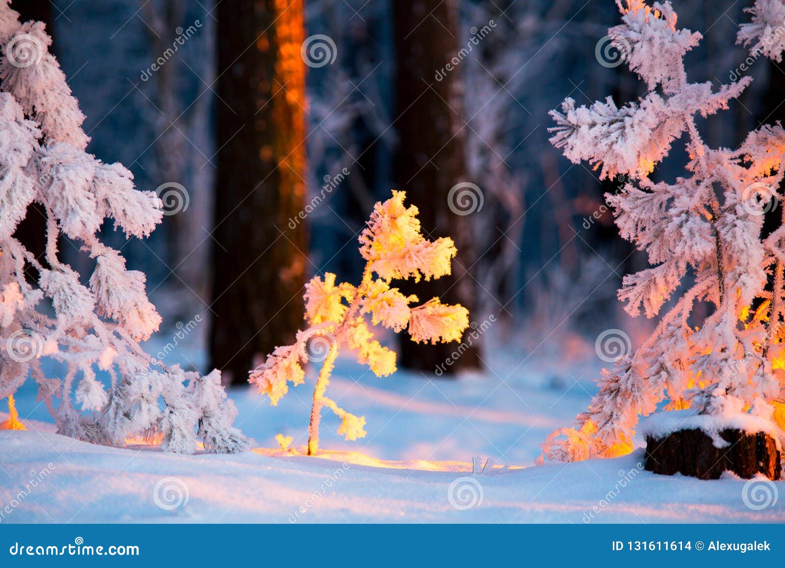 closeup tiny fir trees covered with frost illuminated with sunlight. winter evening in forerst. christmas nature