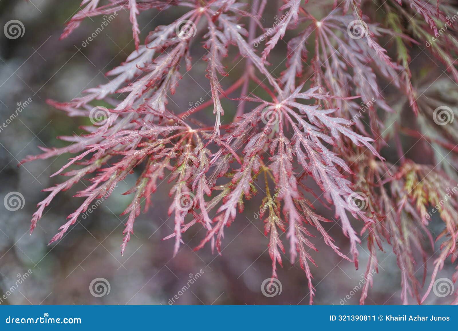 closeup of the tiny red leaves of threadleaf japanese maple 'inaba-shidare' tree