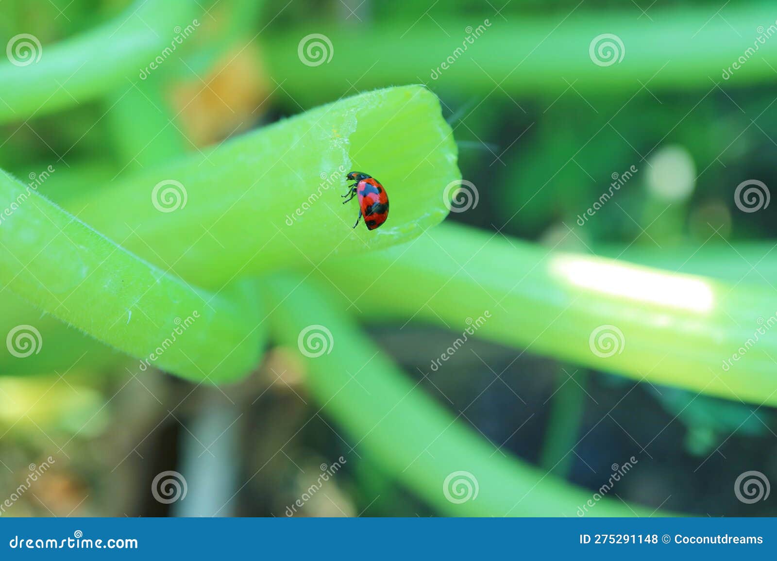 Tiny Spotted Ladybug Climbing on Zucchini Broken Stem Stock