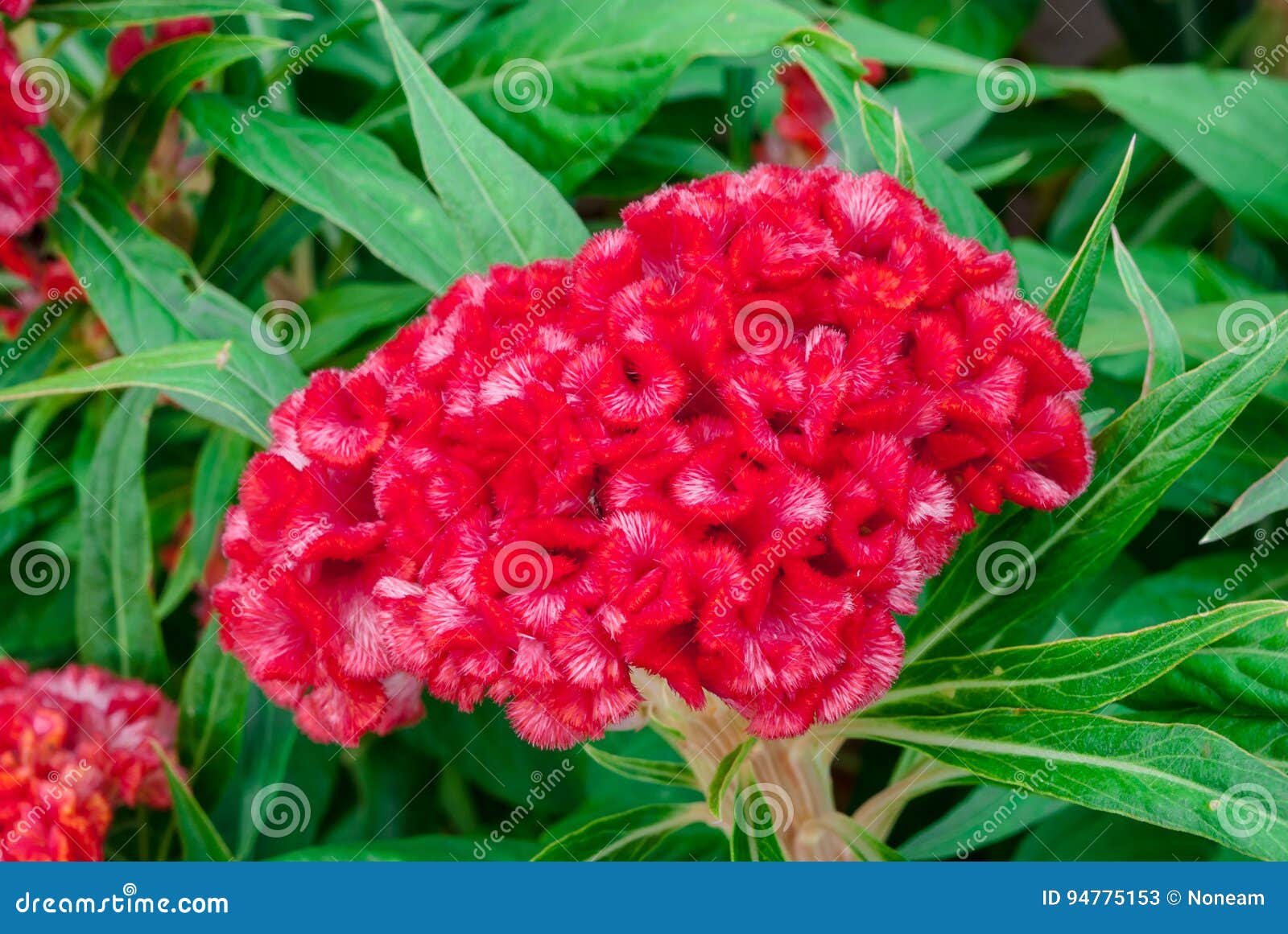 Closeup To Chinese Wool Flower, Celosia Argentea Stock Image