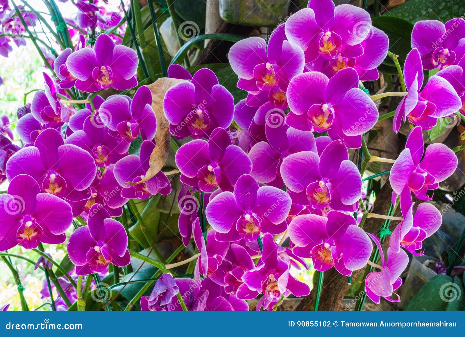 Closeup To Group of Bright Purple Cymbidium Orchid Stock Photo - Image of  pollen, foliage: 90855102