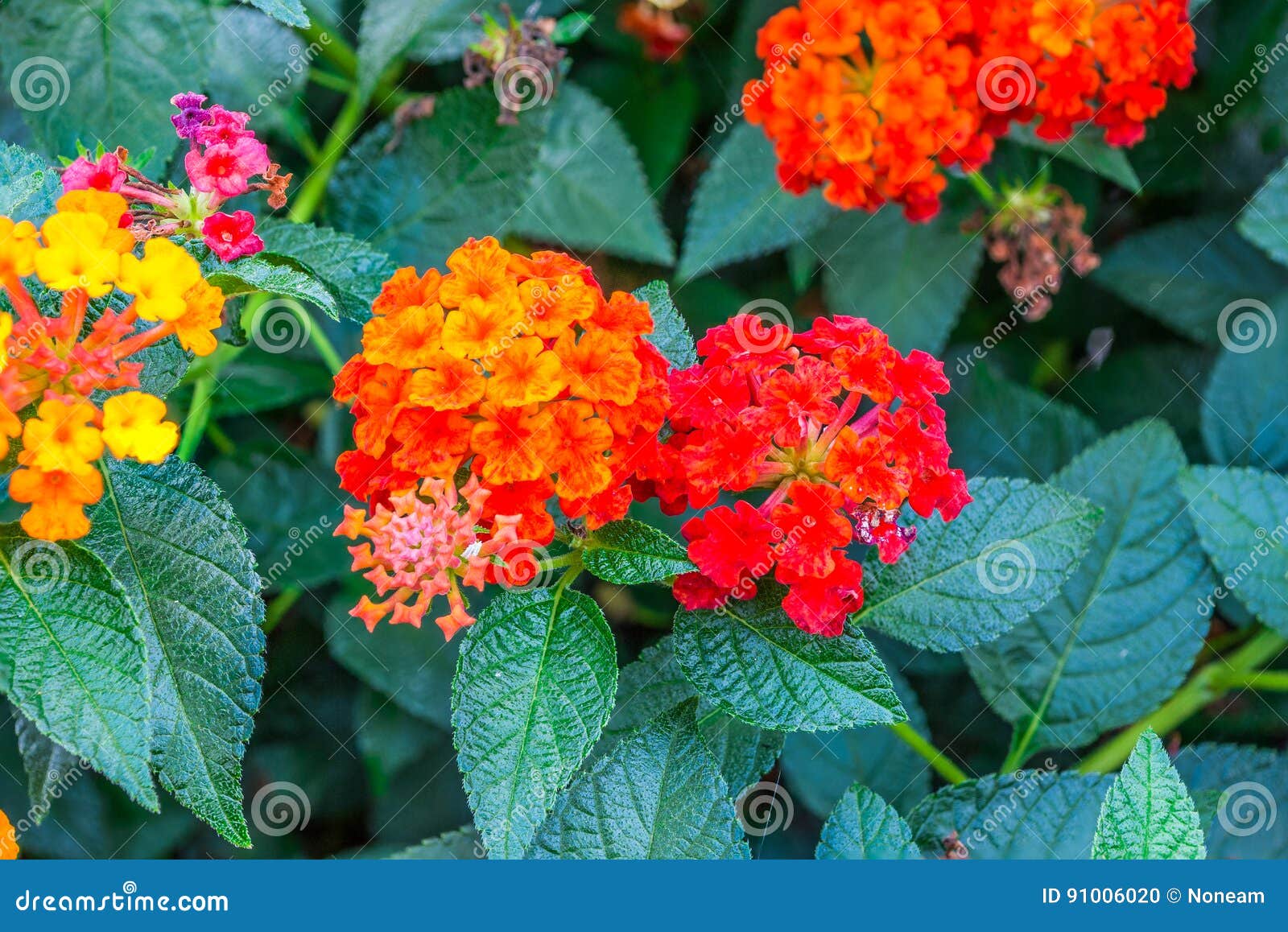 Closeup To Lantana Camara Flowers with Leafs Stock Photo Image of