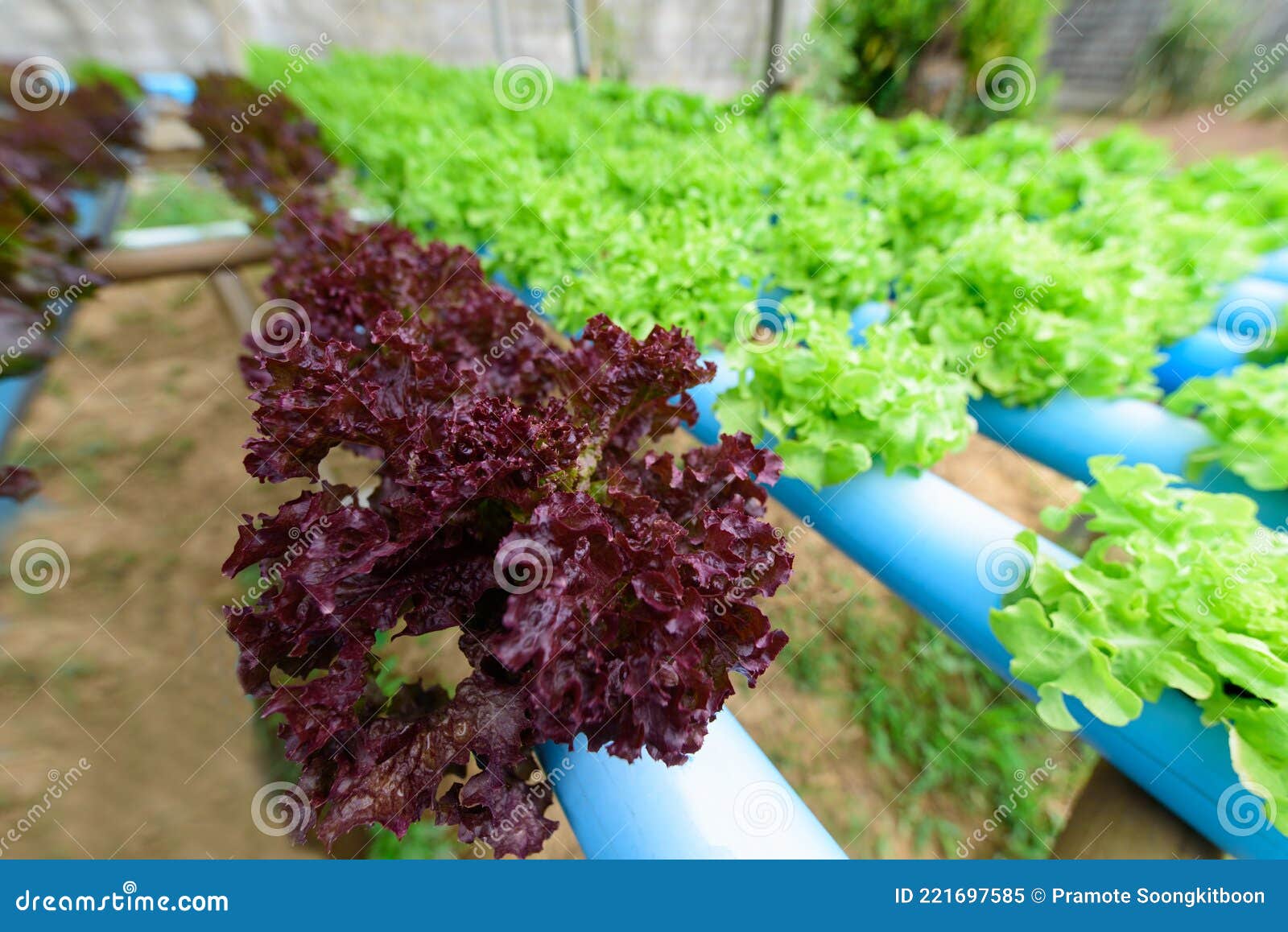 Closeup To Young Red Coral Salad in Hydroponics Stock Image Image of