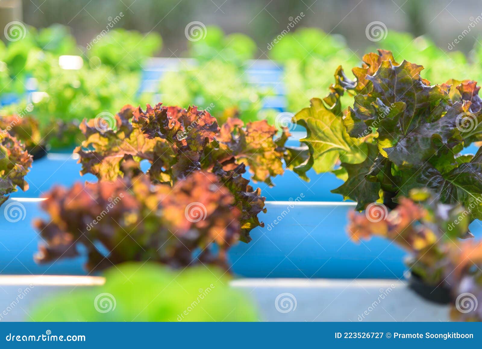 Closeup To Young Red Coral Salad Stock Image Image of diet, green