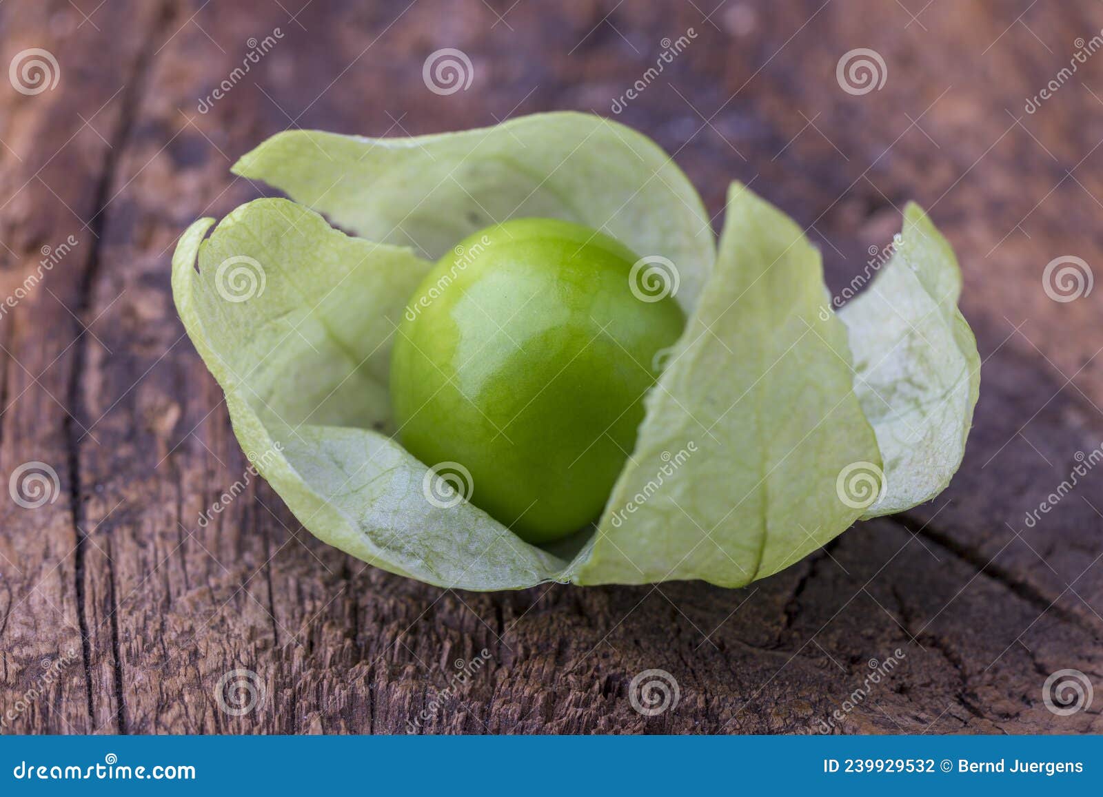 Tomatillo stock photo. Image of isolation, cutting, nightshade 239929532