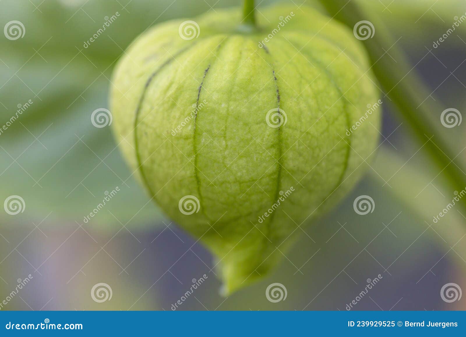 Tomatillo stock image. Image of edible, ingredient, ripe 239929525