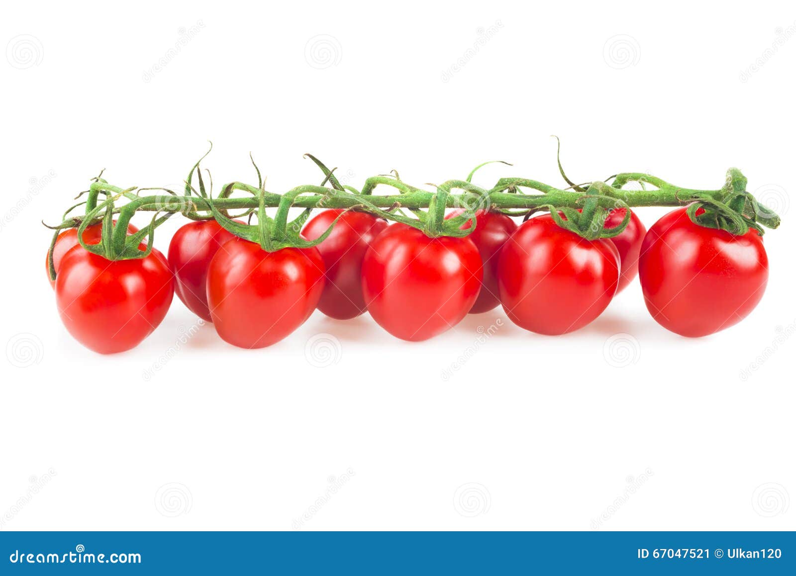 Closeup of Tomatoes on the Vine. Stock Image Image of fruit