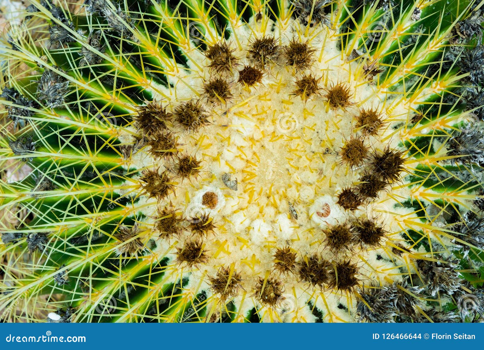 Closeup top view of golden barrel cactus on a bed of gravel. Echinocactus grusonii