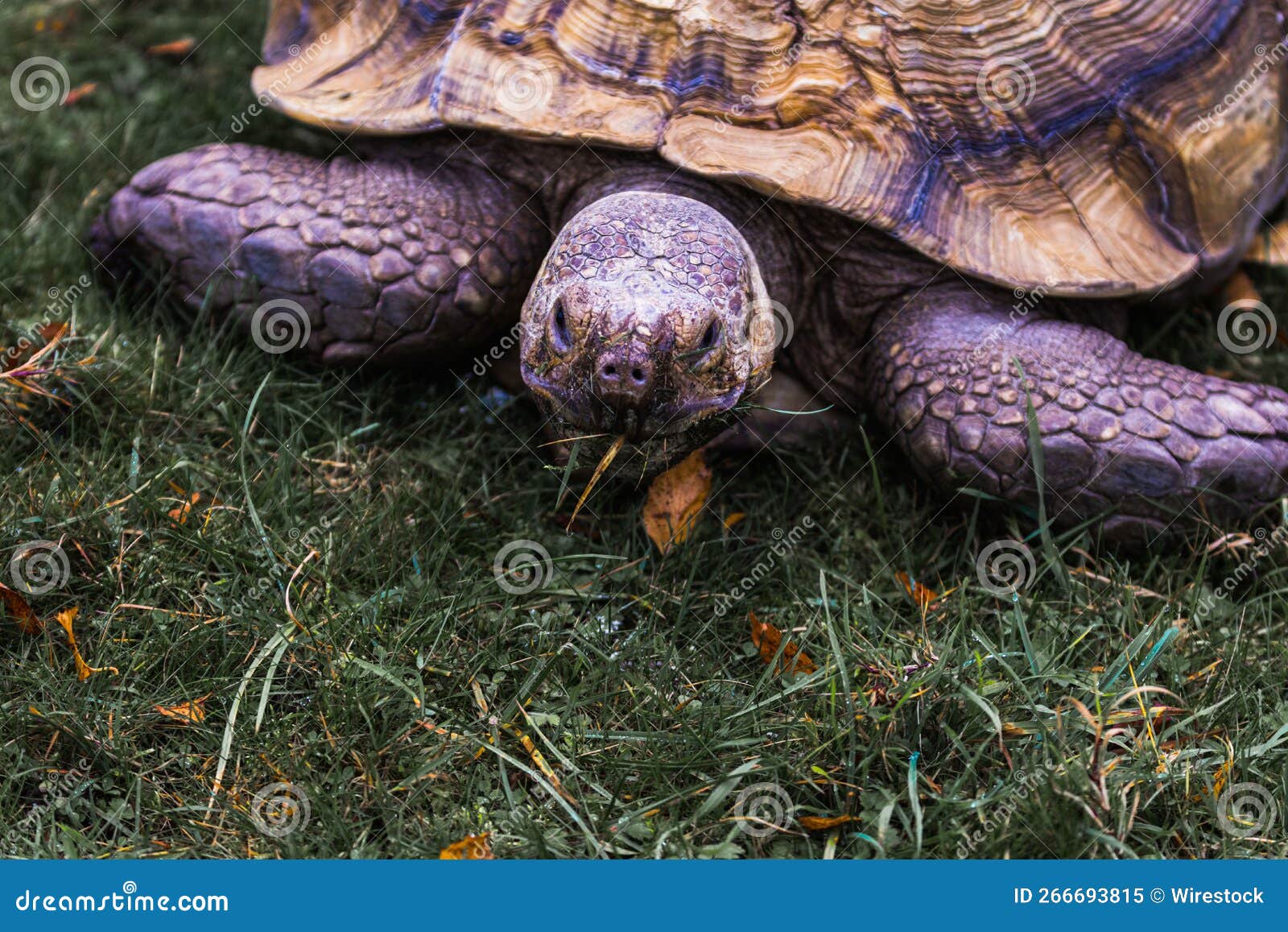 Closeup of a Tortoise Eating Grass on the Ground Stock Image Image of