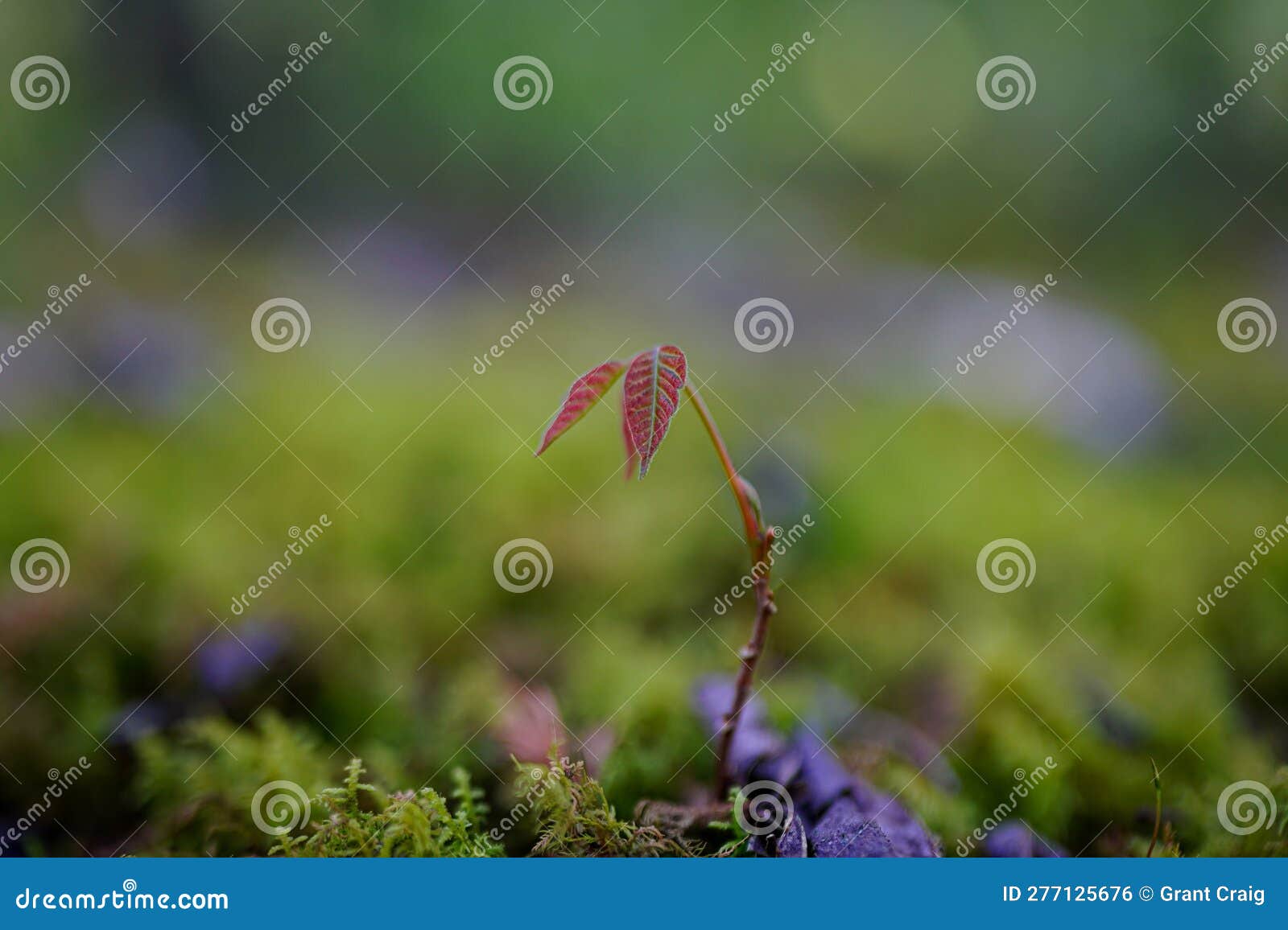 Closeup of Tree Sapling Emerging from Mossy Forest Floor Stock Photo