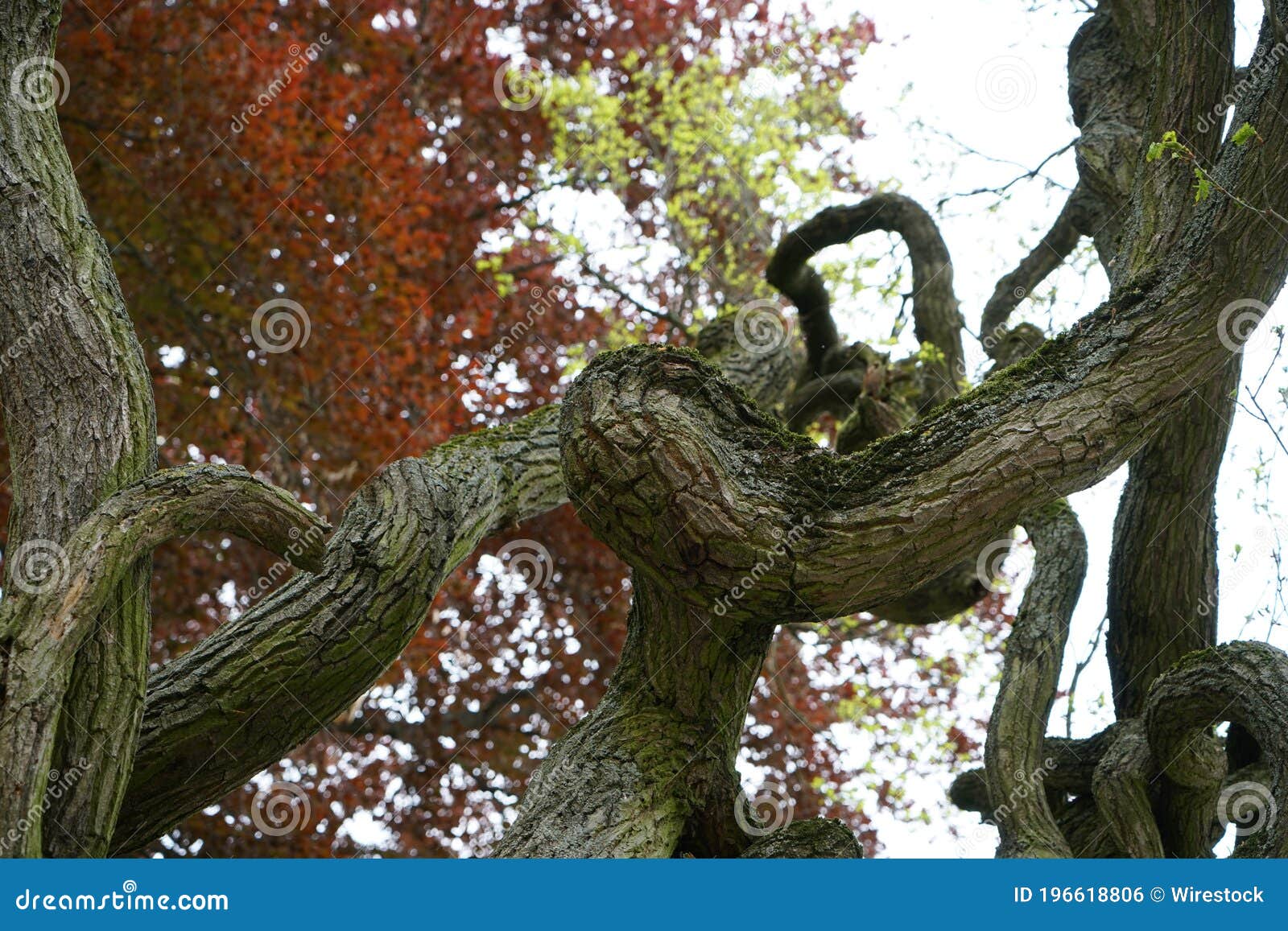 Closeup of a Tree with Thick Crooked Branches Stock Photo Image of