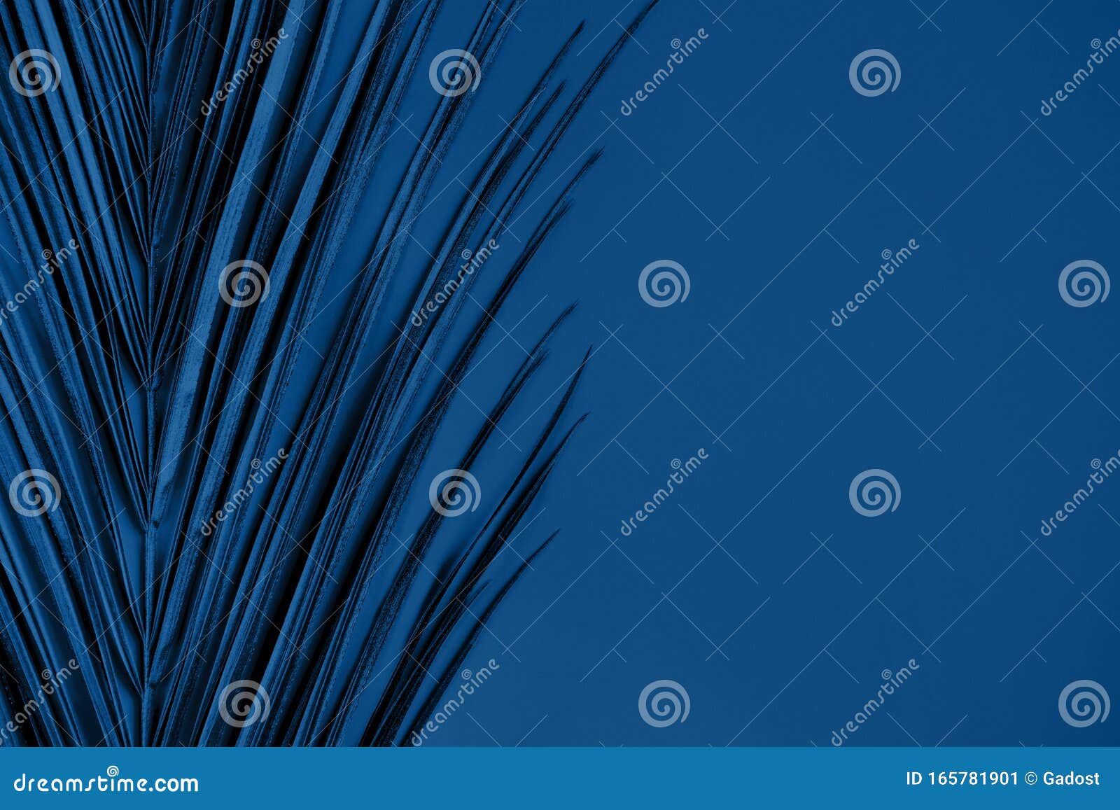 Closeup of Blue Palm Leaf on Blue Background Stock Image - Image of