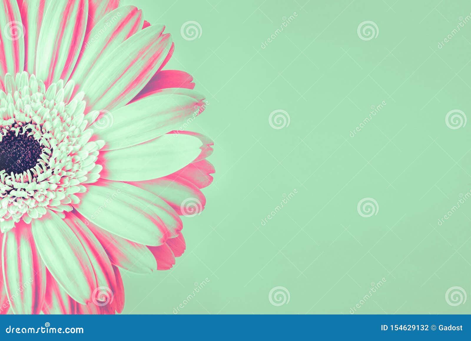 Hoa cúc màu xanh dương và hồng nhạt không chỉ đơn giản là một bức ảnh hoa, mà còn đưa bạn vào một thế giới thơ mộng. Hãy ngắm nhìn cánh hoa nhỏ xinh, đầy đủ sắc màu xanh dương và hồng nhạt cùng nền xanh lá cây tươi mát. Bức ảnh sẽ chinh phục trái tim bạn ngay từ lần đầu tiên.