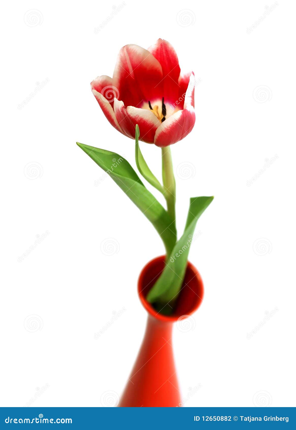 Closeup of Tulip in Vase Isolated on White Stock Photo Image of bloom