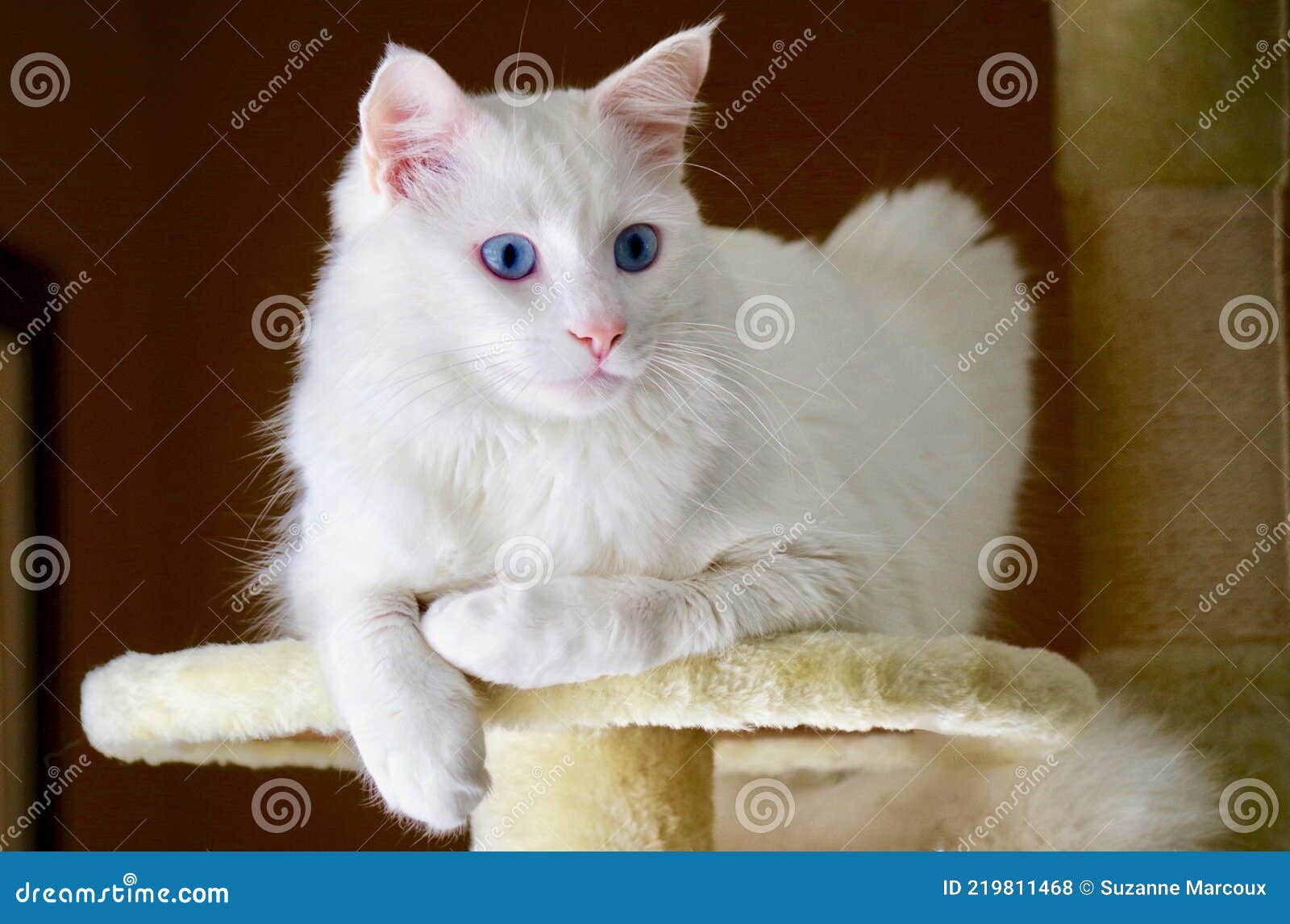 closeup of turkish angora cat
