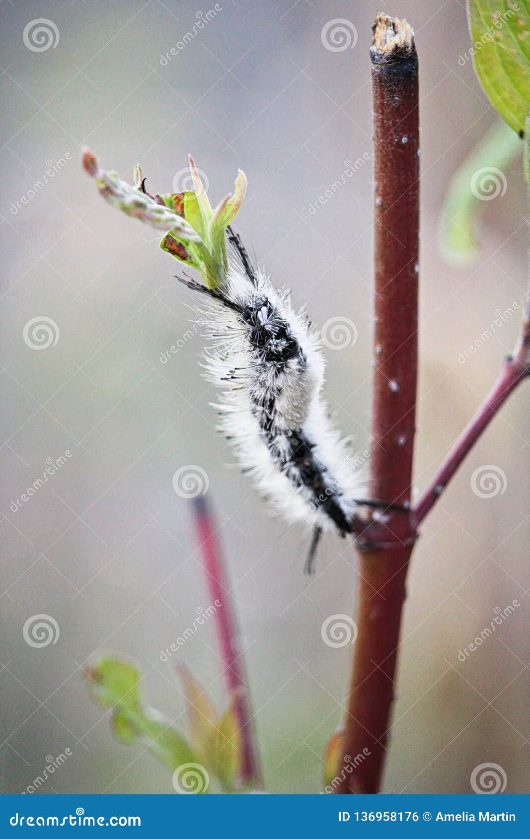 Closeup With Tussock Moth Larvae Caterpillar Stock Photo Cartoondealer Com