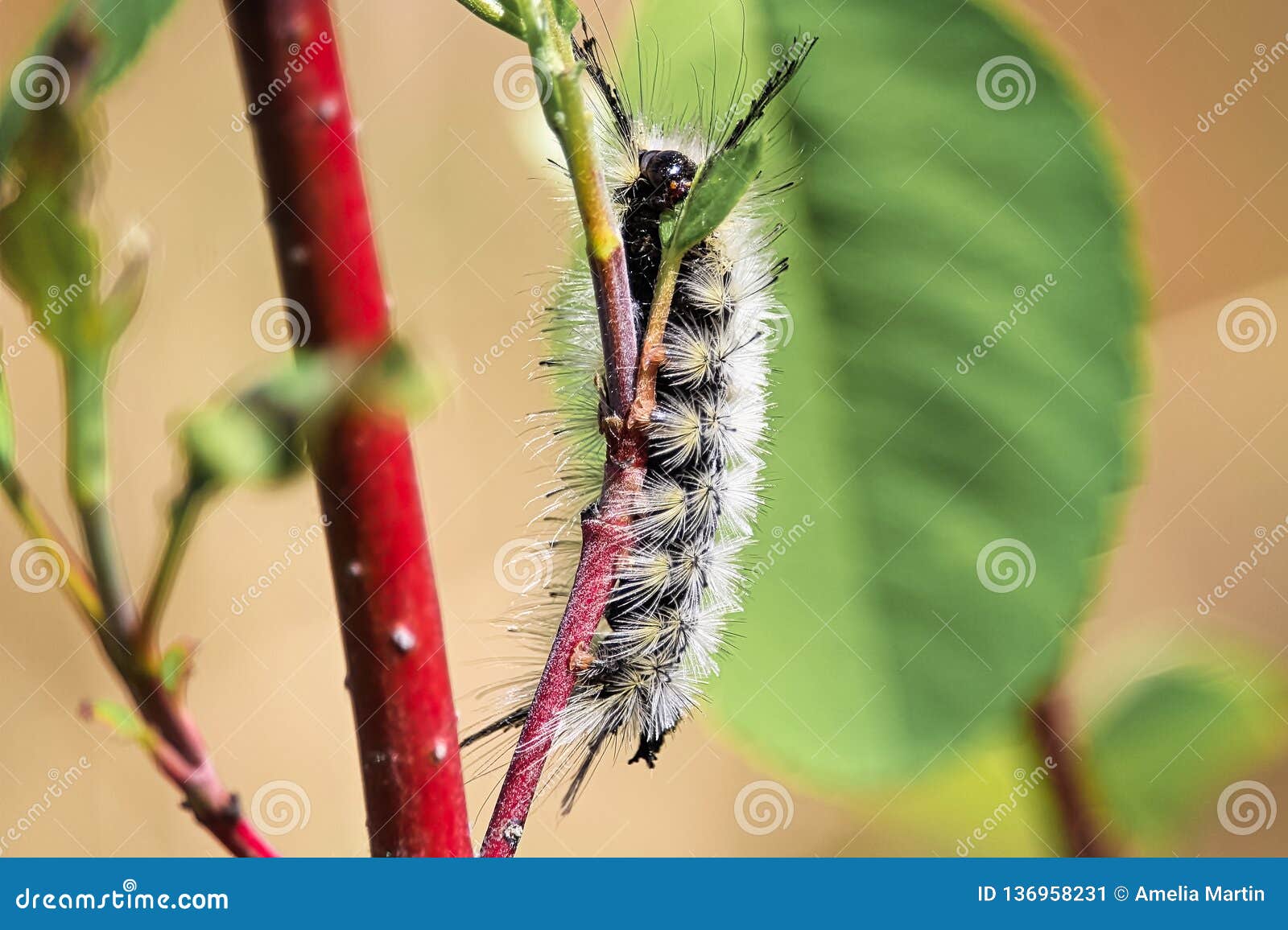 Closeup With Tussock Moth Larvae Caterpillar Stock Photo Cartoondealer Com